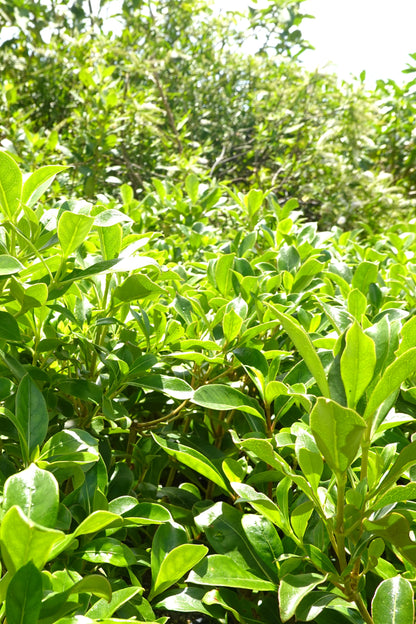 Shiny Karamū, Coprosma lucida