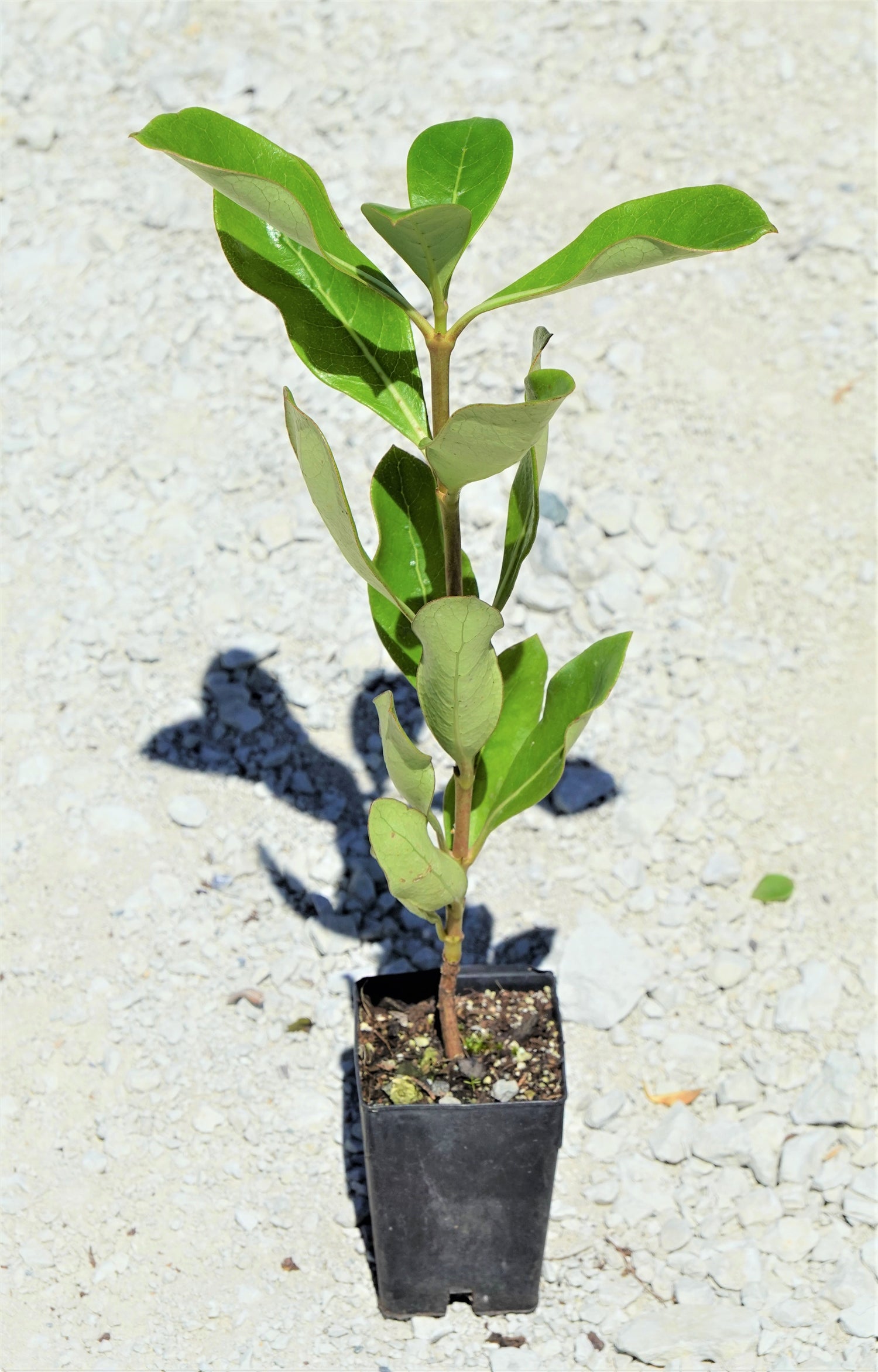 Shiny Karamū, Coprosma lucida