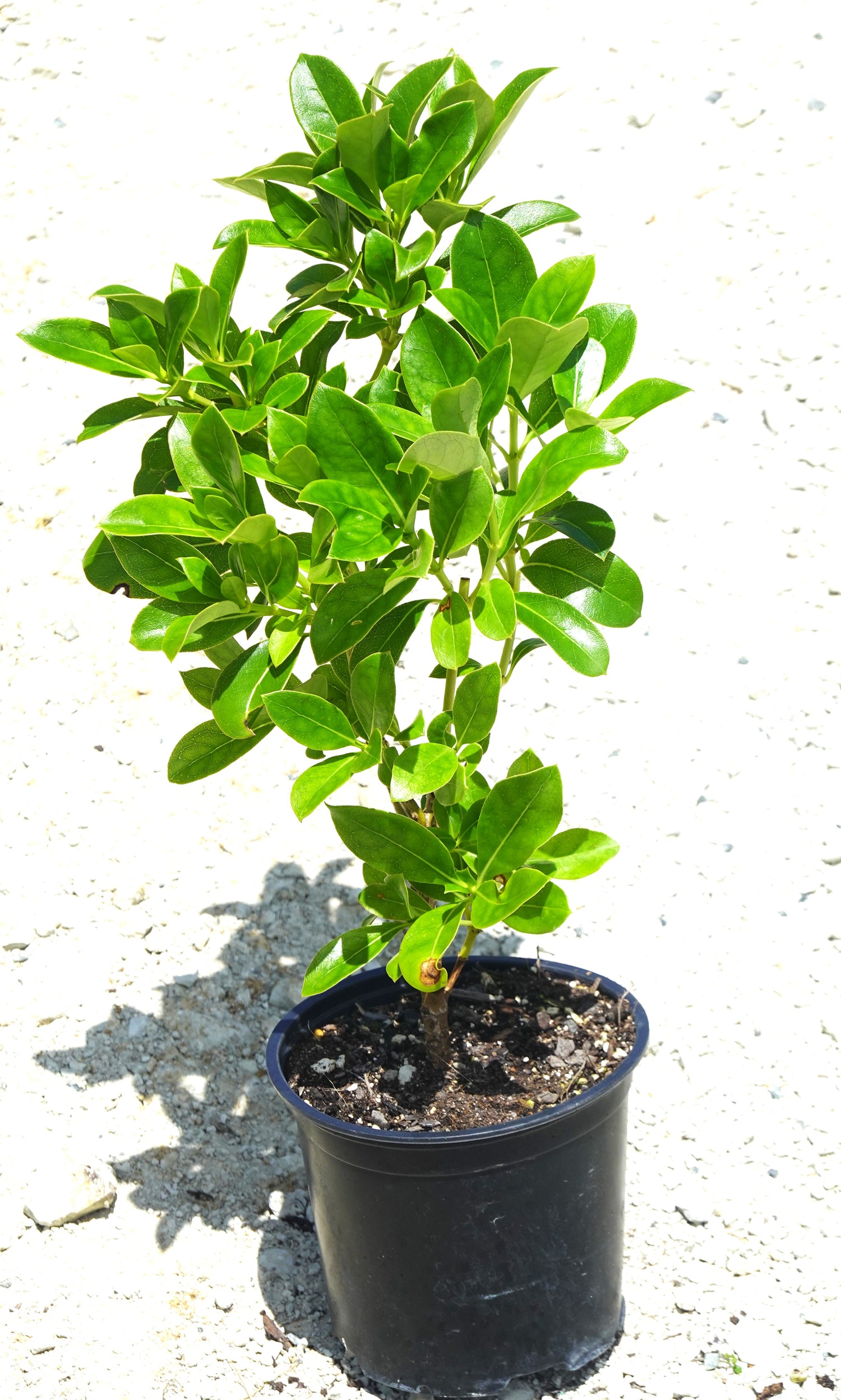 Shiny Karamū, Coprosma lucida