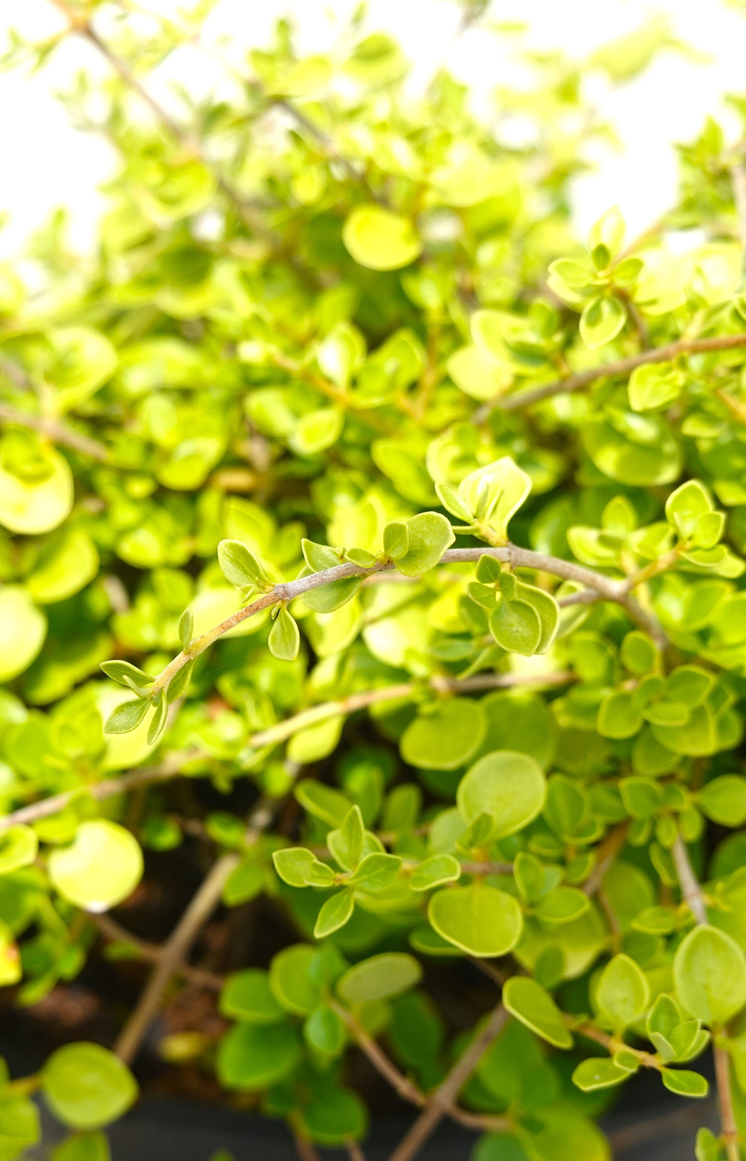 Coprosma neglecta