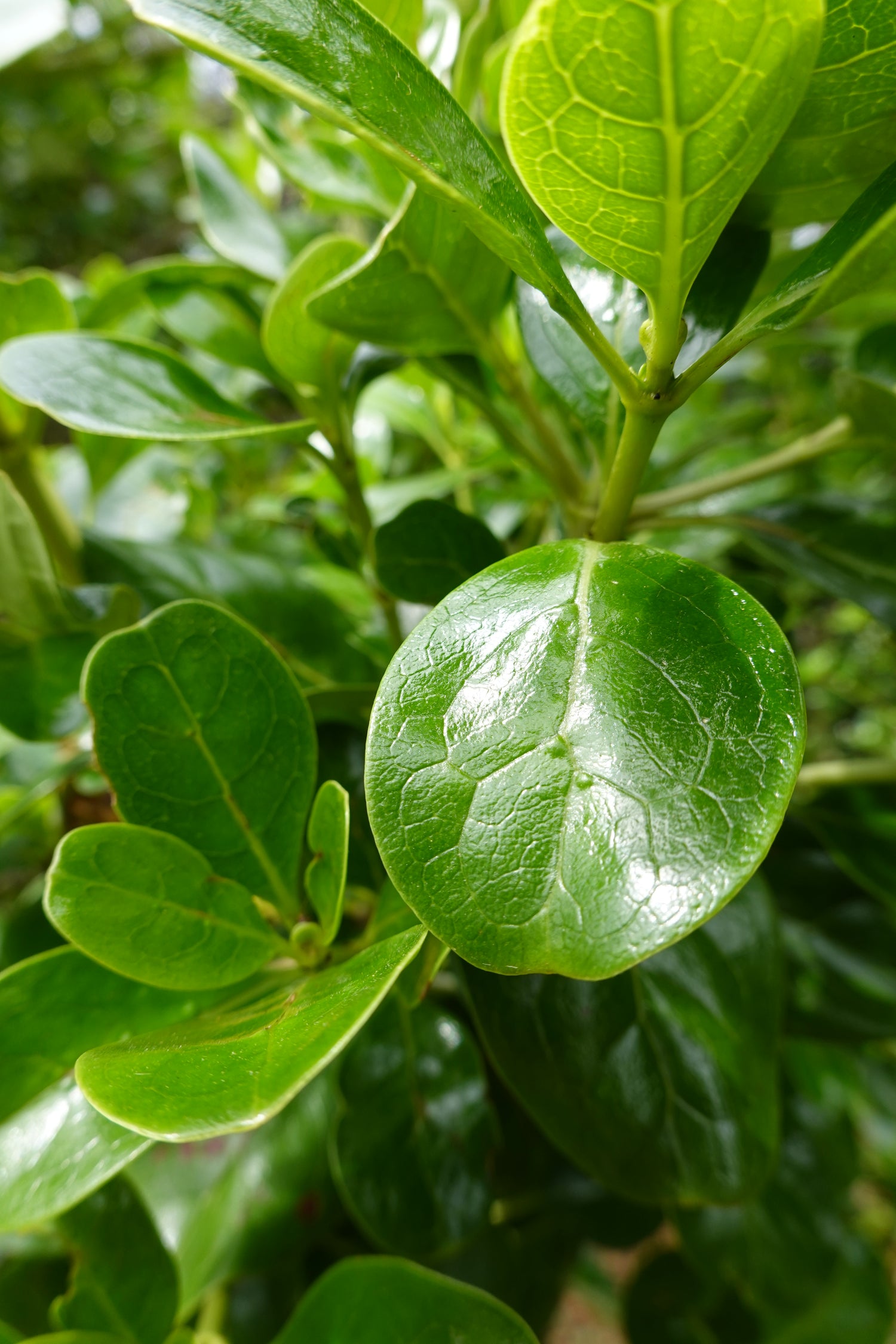 Taupata, Coprosma repens