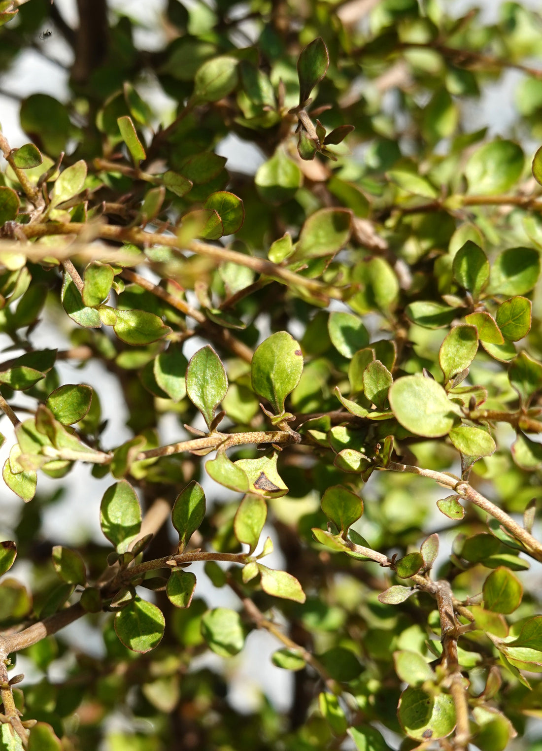 Twiggy Coprosma, Coprosma rhamnoides