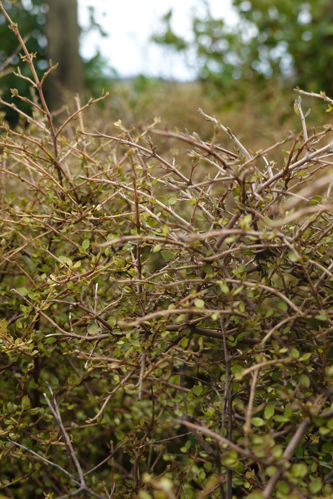 Twiggy Coprosma, Coprosma rhamnoides