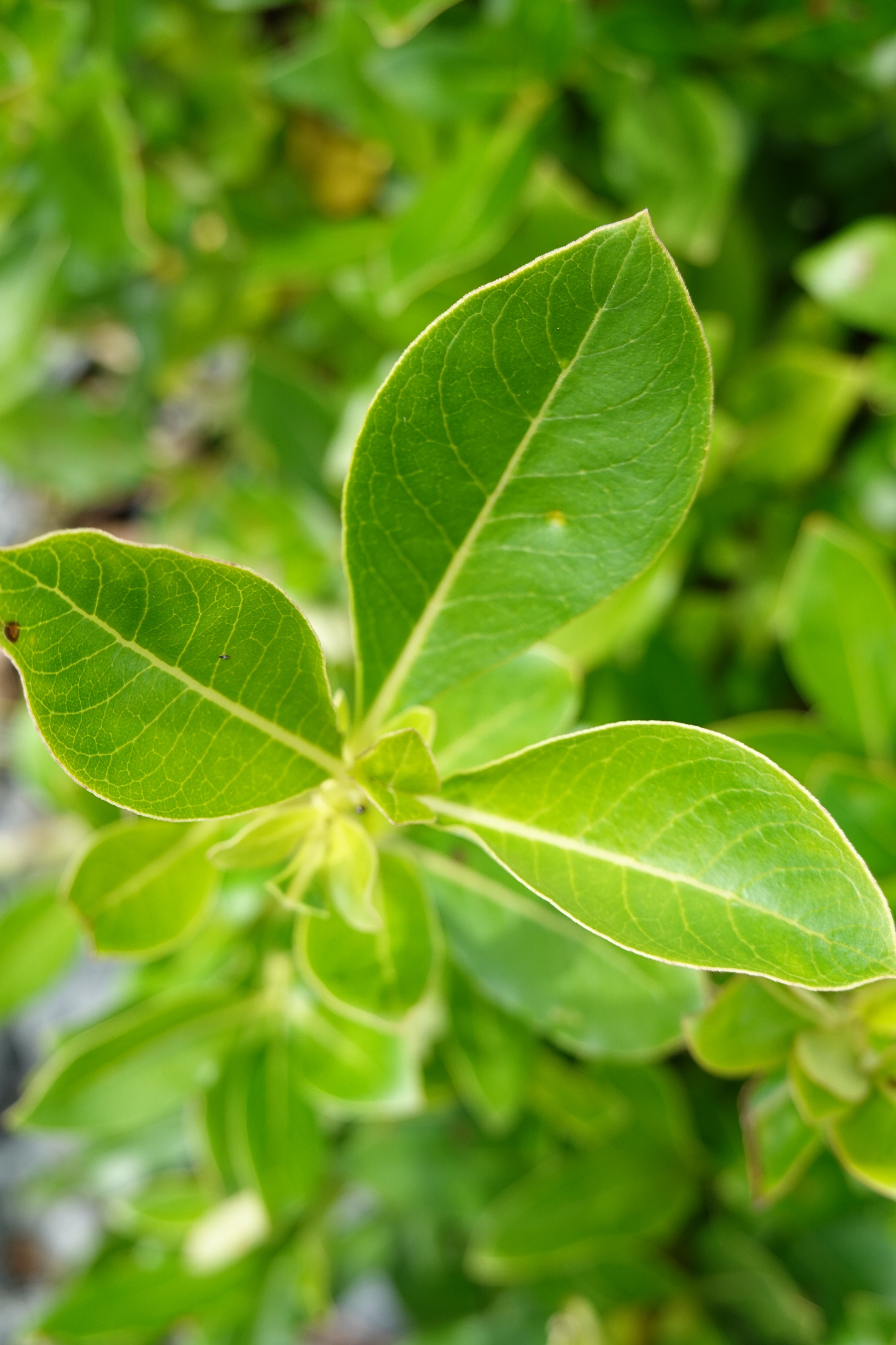 Karamū, Coprosma robusta