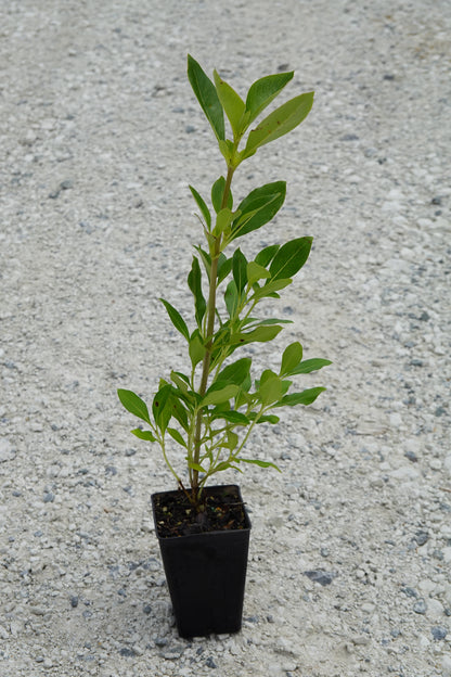 Karamū, Coprosma robusta