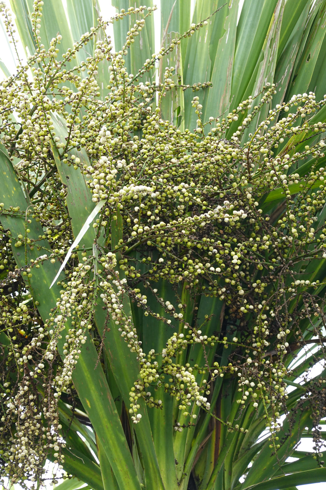 Cabbage Tree, Tī Kouka, Cordyline australis