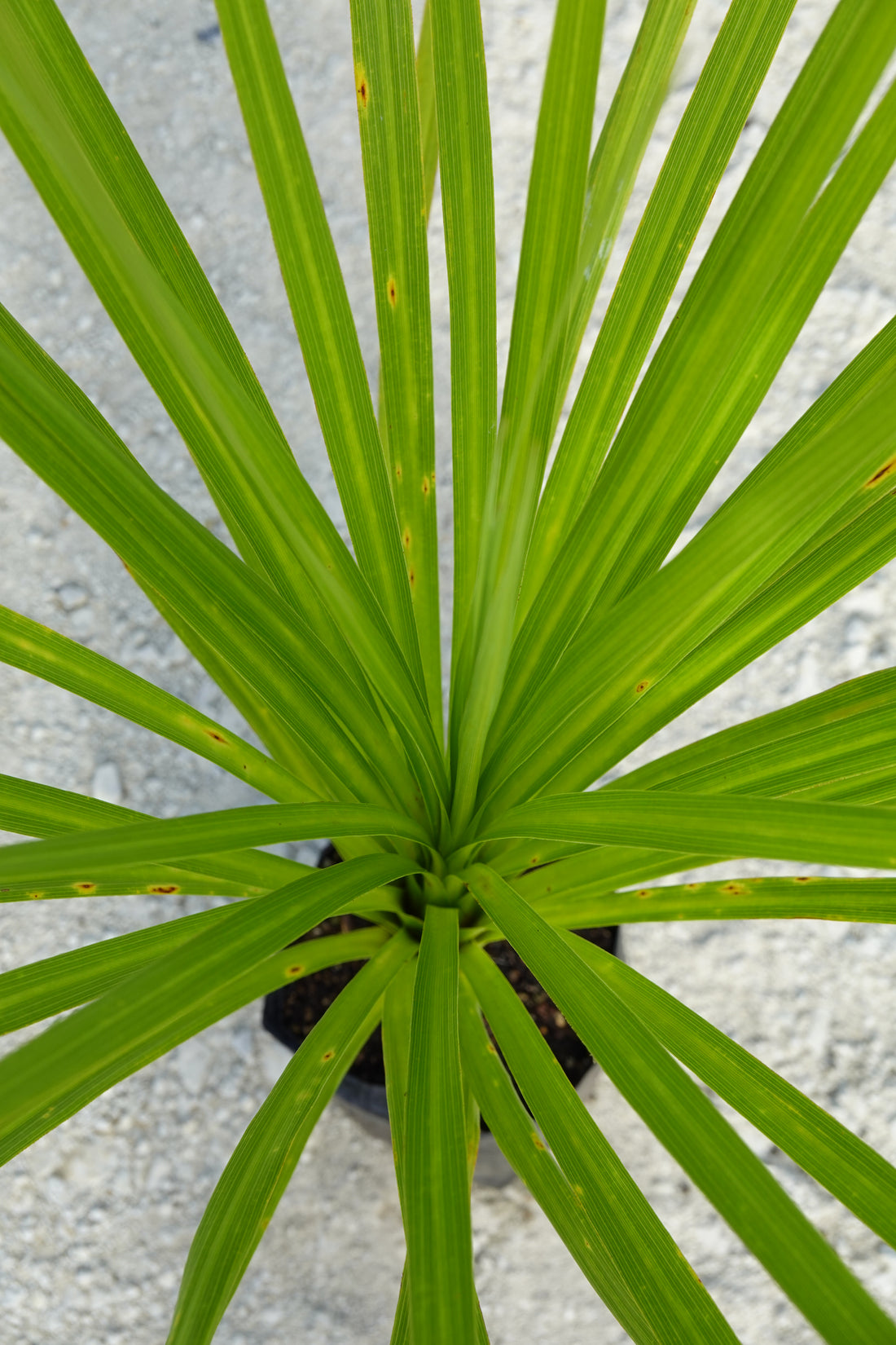 Cabbage Tree, Tī Kouka, Cordyline australis