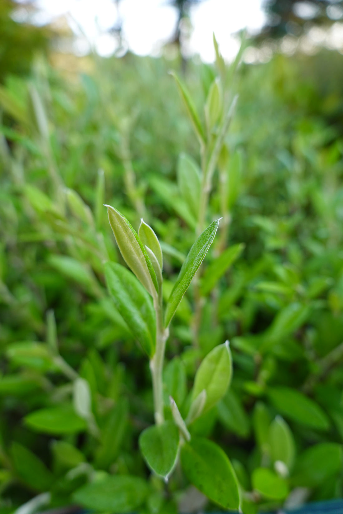 Corokia &