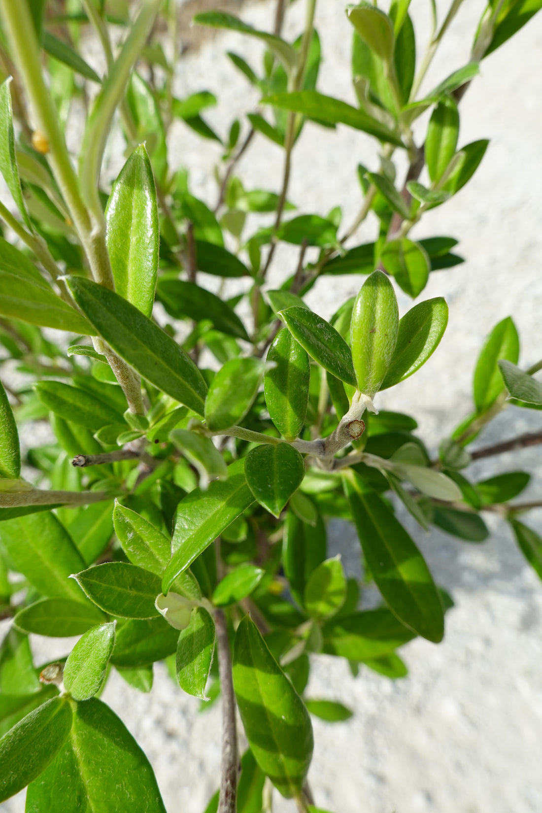 Corokia &