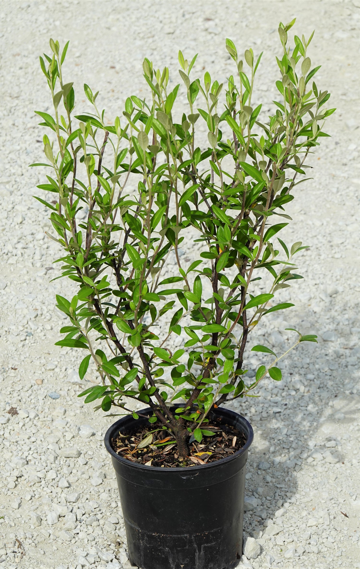 Corokia &