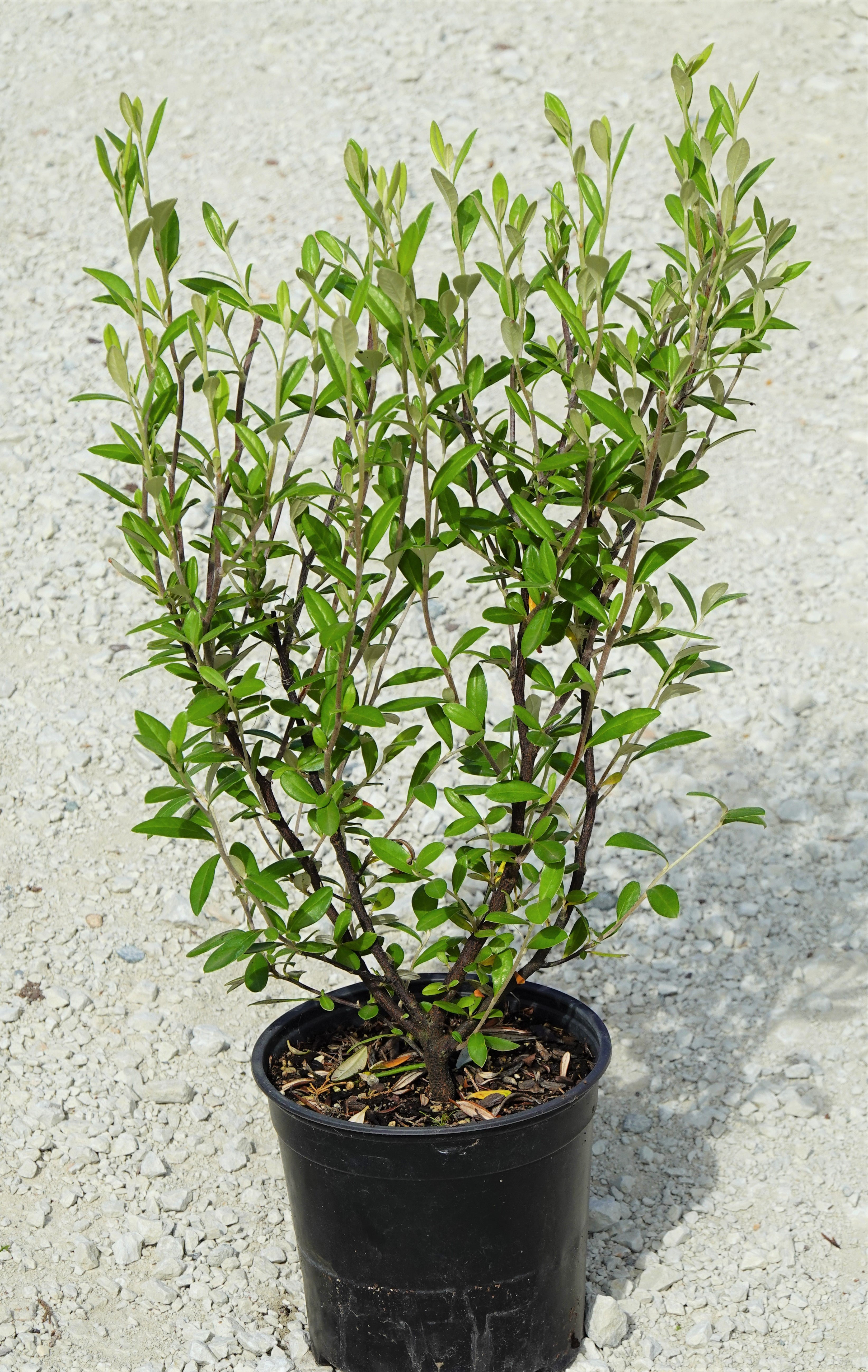 Corokia &
