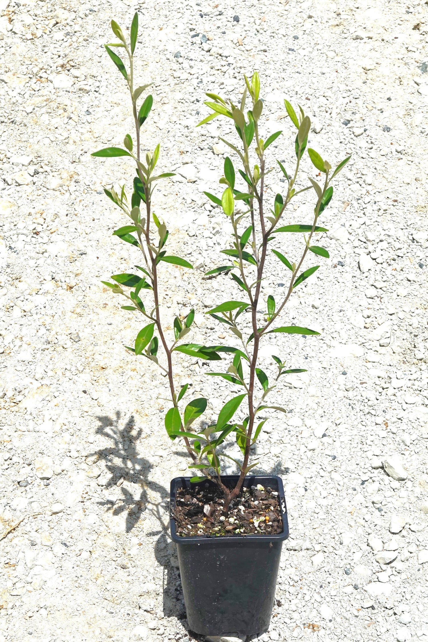 Corokia &