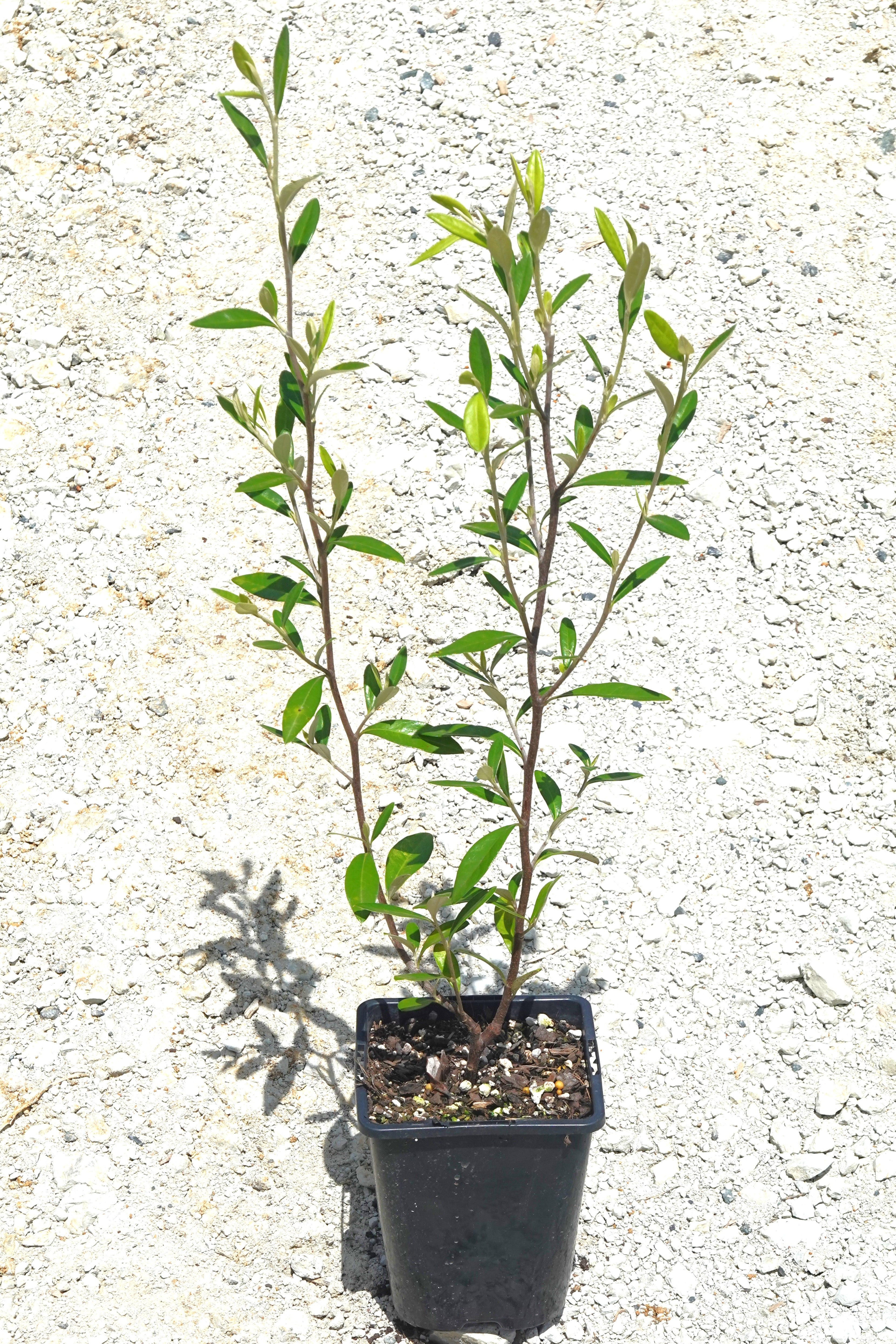 Corokia &