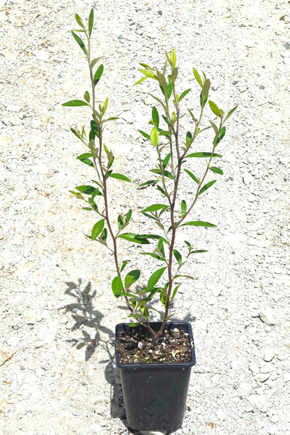 Corokia &