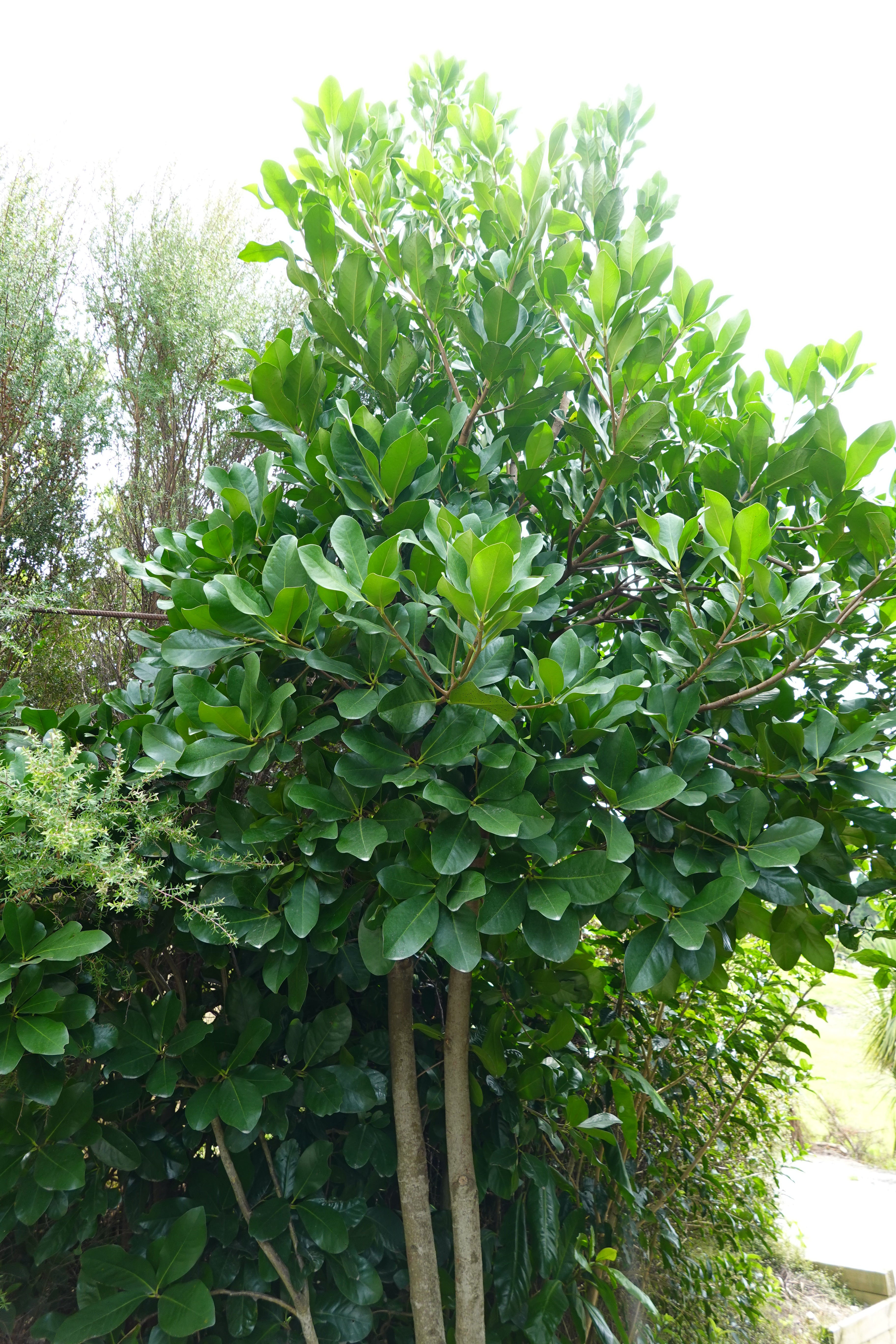 Karaka, Corynocarpus laevigatus
