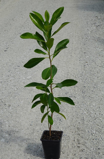 Karaka, Corynocarpus laevigatus
