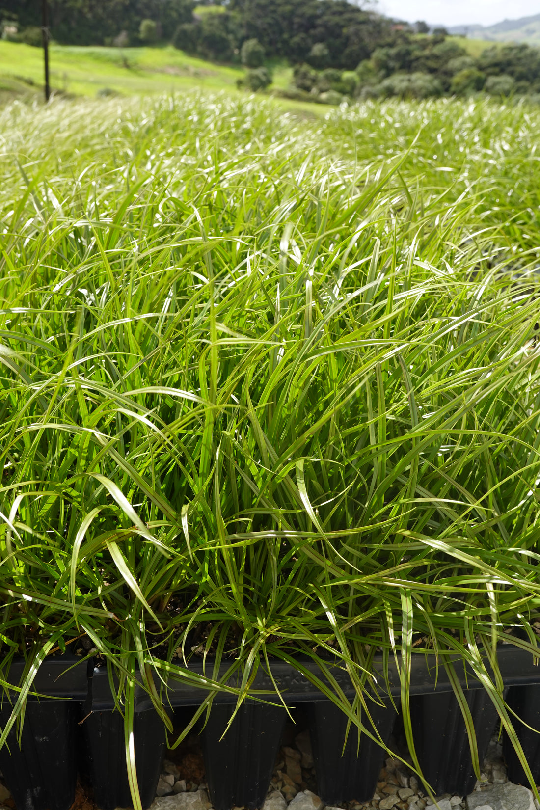 Giant Umbrella Sedge, Cyperus ustulatus