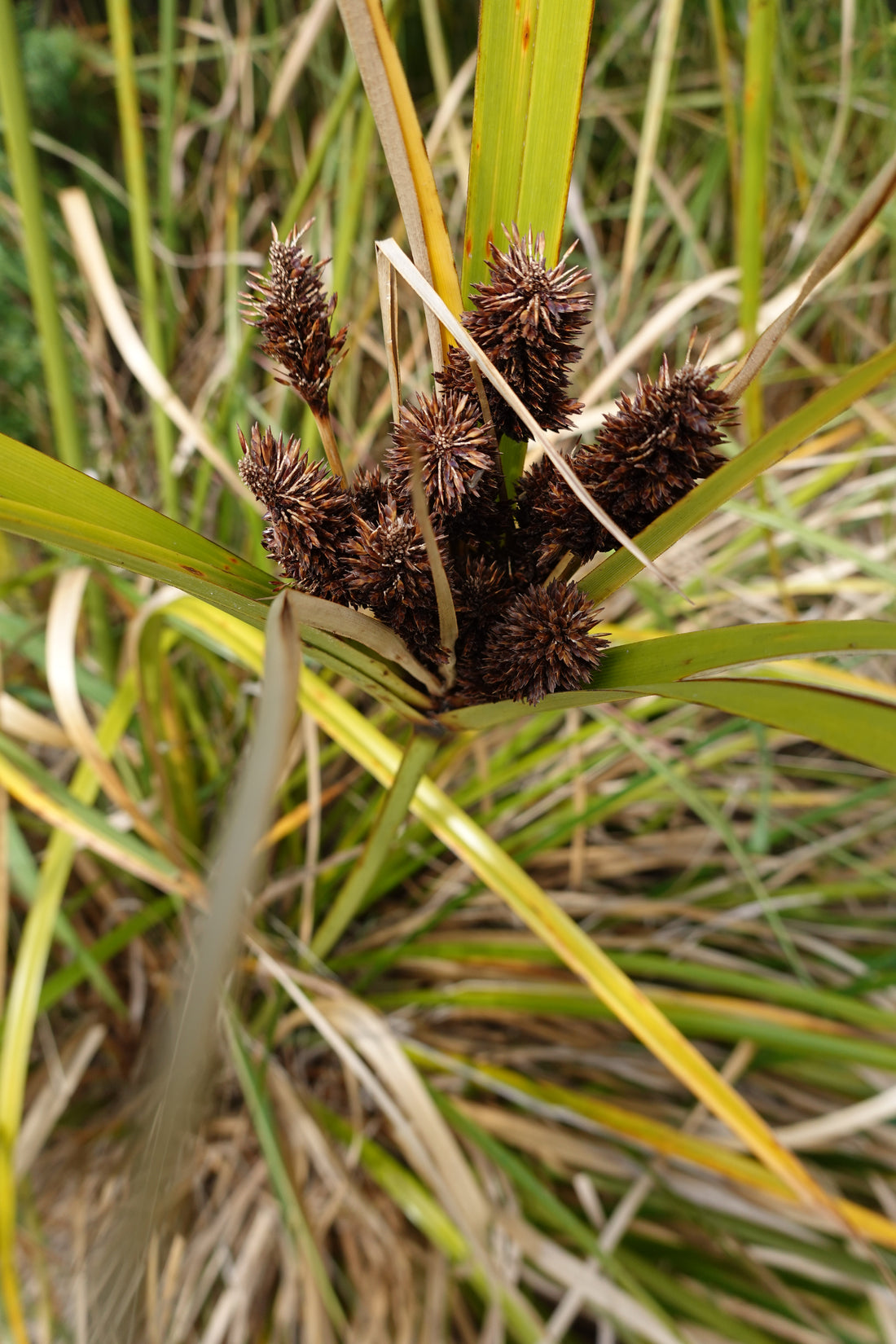 Giant Umbrella Sedge, Cyperus ustulatus