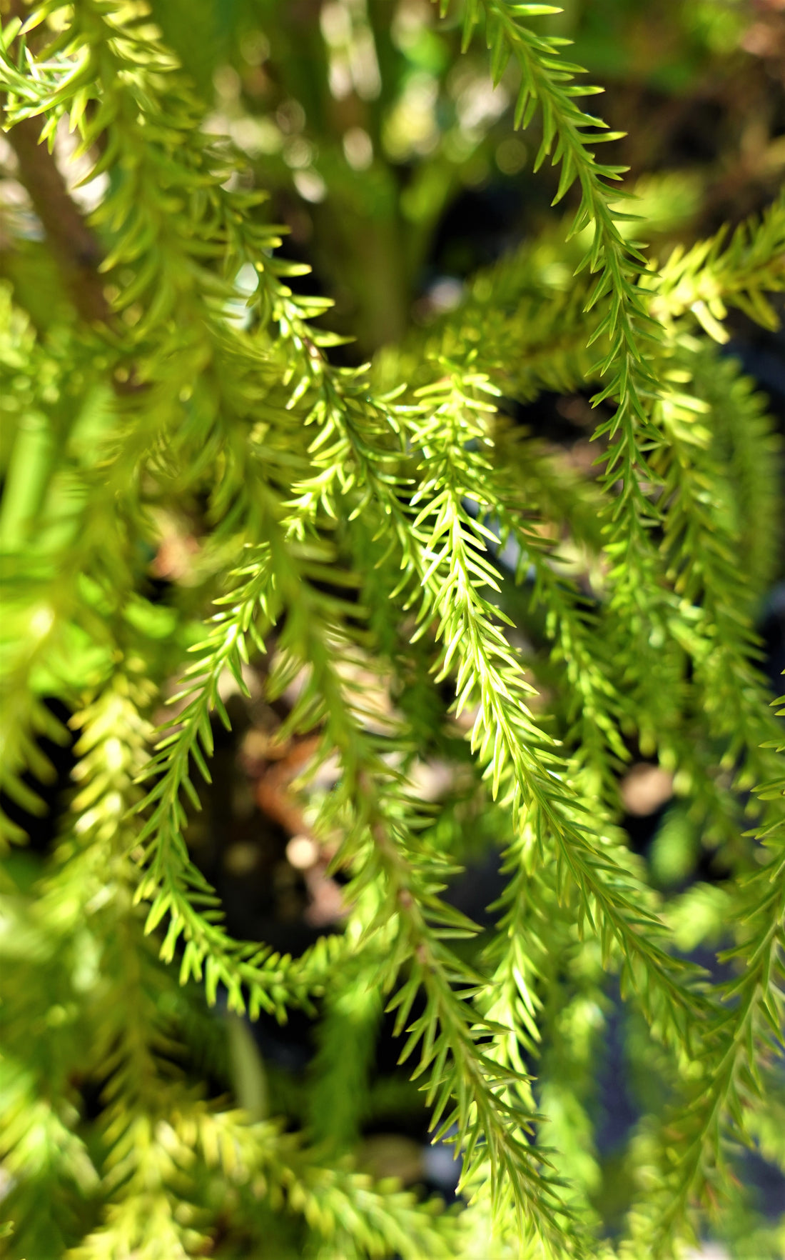 Rimu, Dacrydium cupressinum