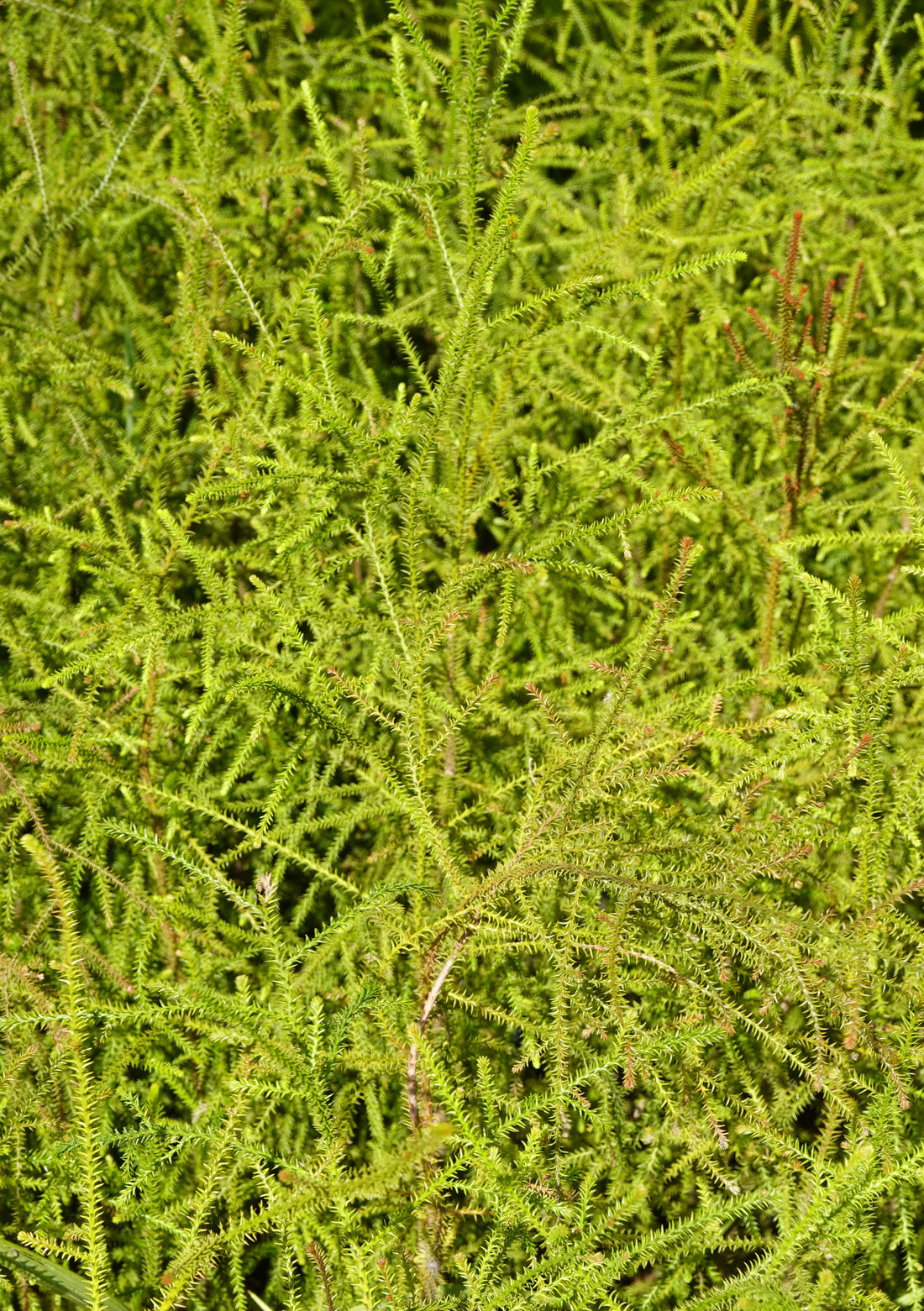 Rimu, Dacrydium cupressinum