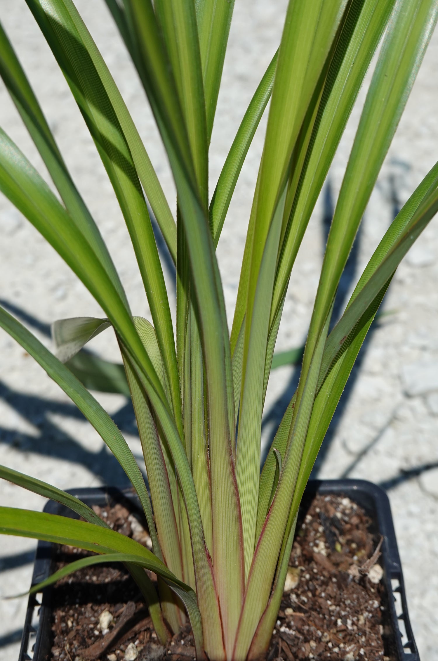 Turutu, NZ Blueberry, Dianella nigra