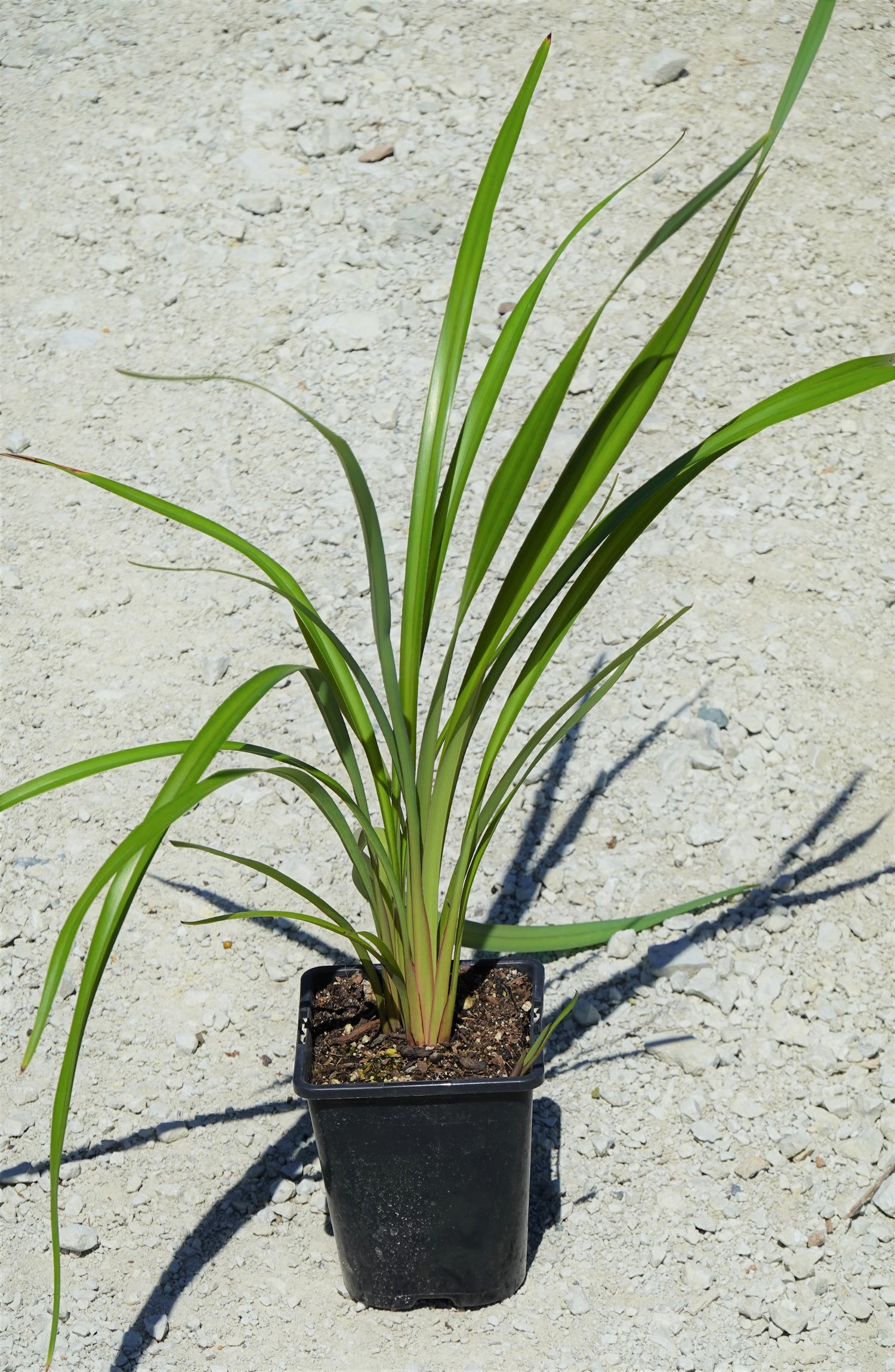 Turutu, NZ Blueberry, Dianella nigra