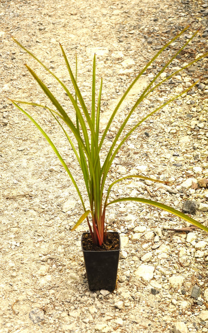 Turutu, NZ Blueberry, Dianella nigra