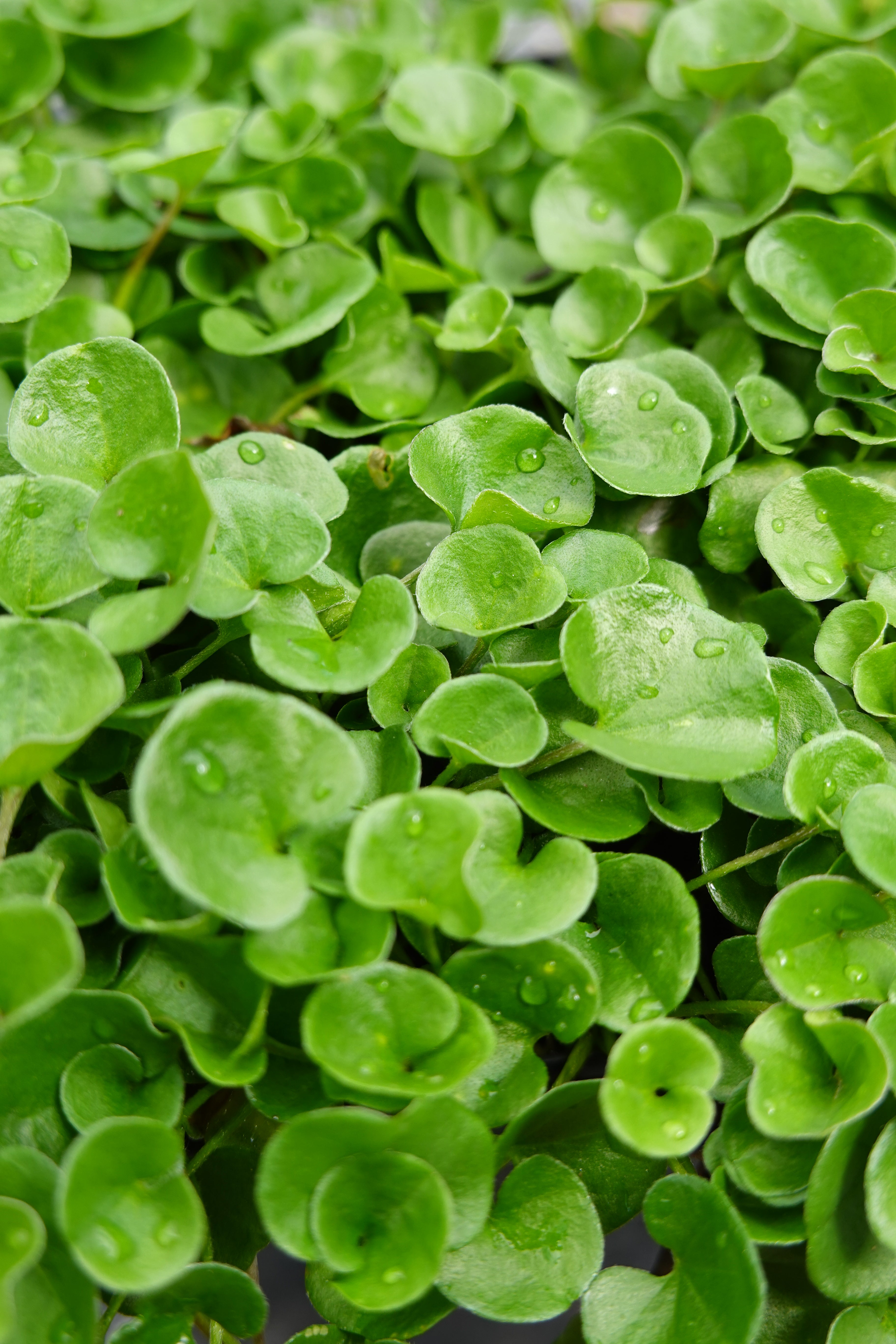 Mercury Bay Weed, Dichondra repens