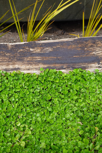 Mercury Bay Weed, Dichondra repens