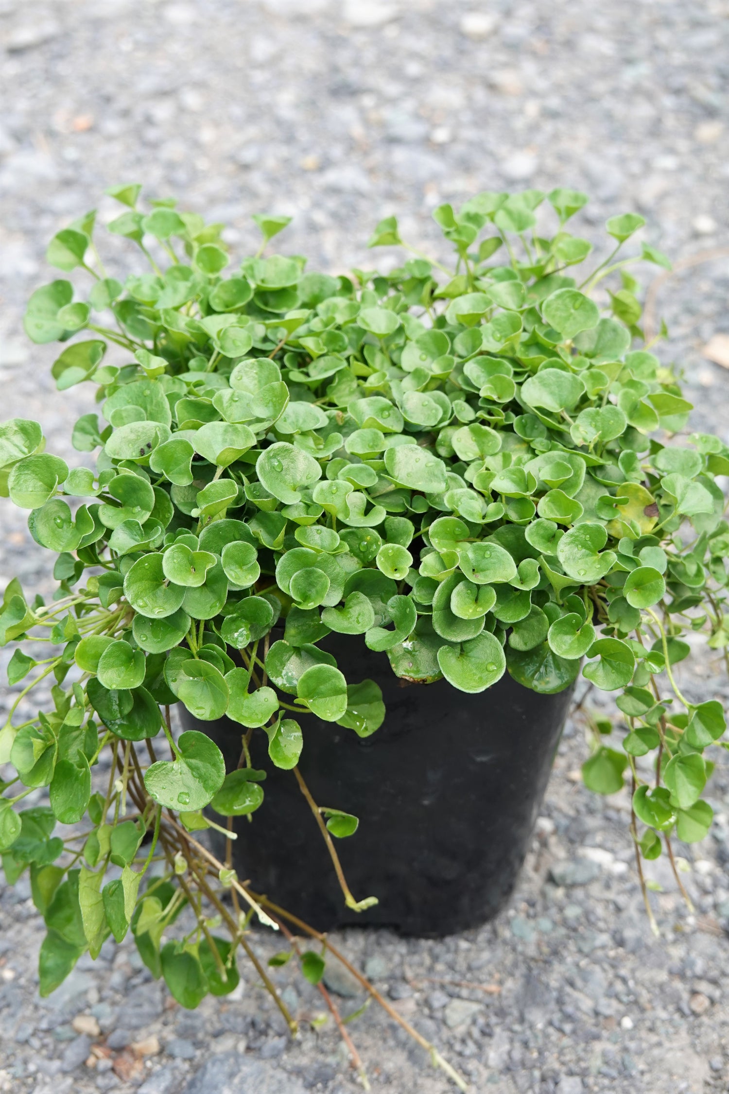 Mercury Bay Weed, Dichondra repens