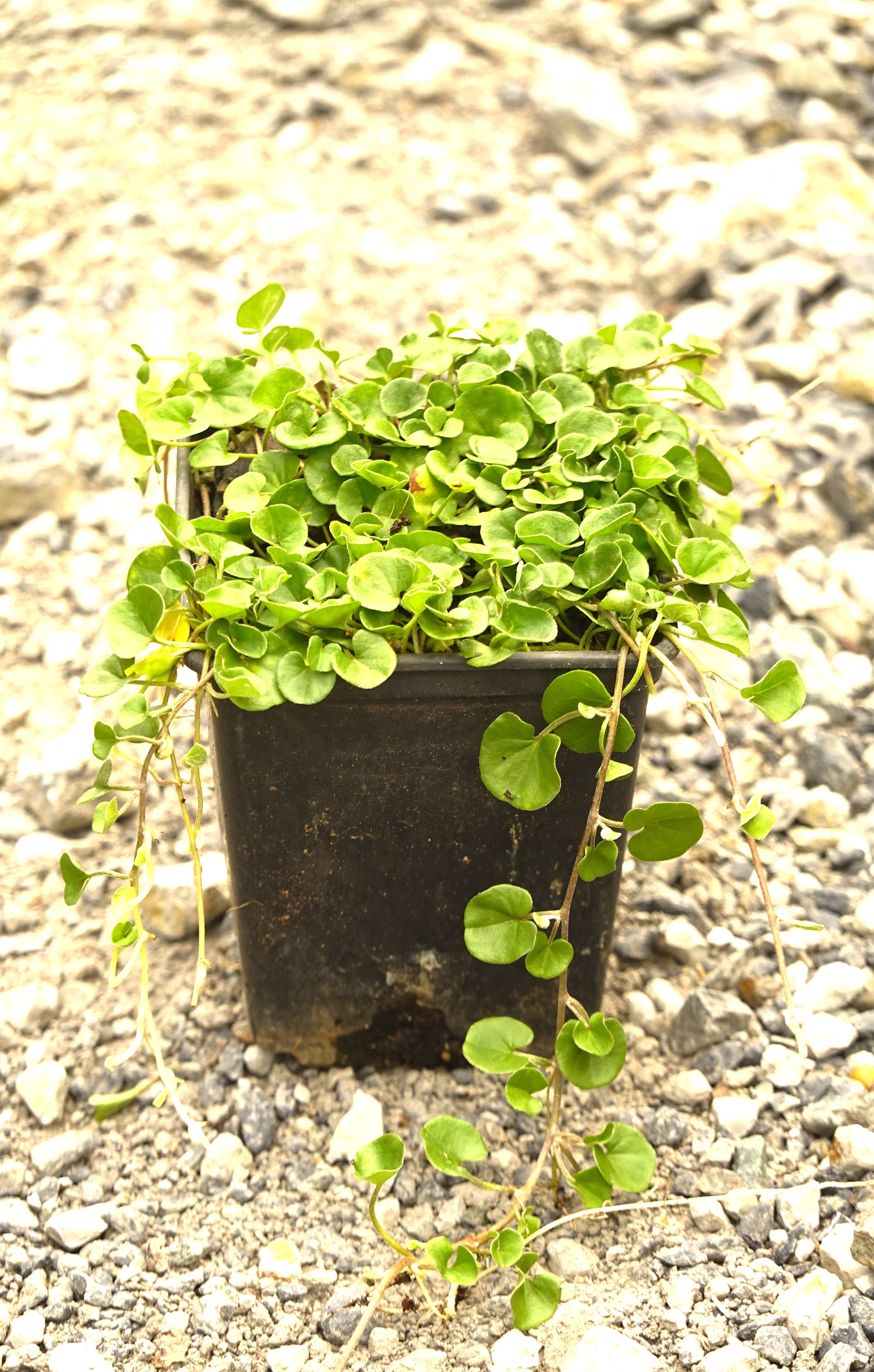 Mercury Bay Weed, Dichondra repens