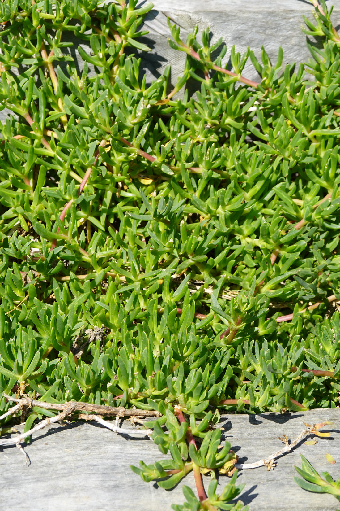 Native Ice Plant, Disphyma australe