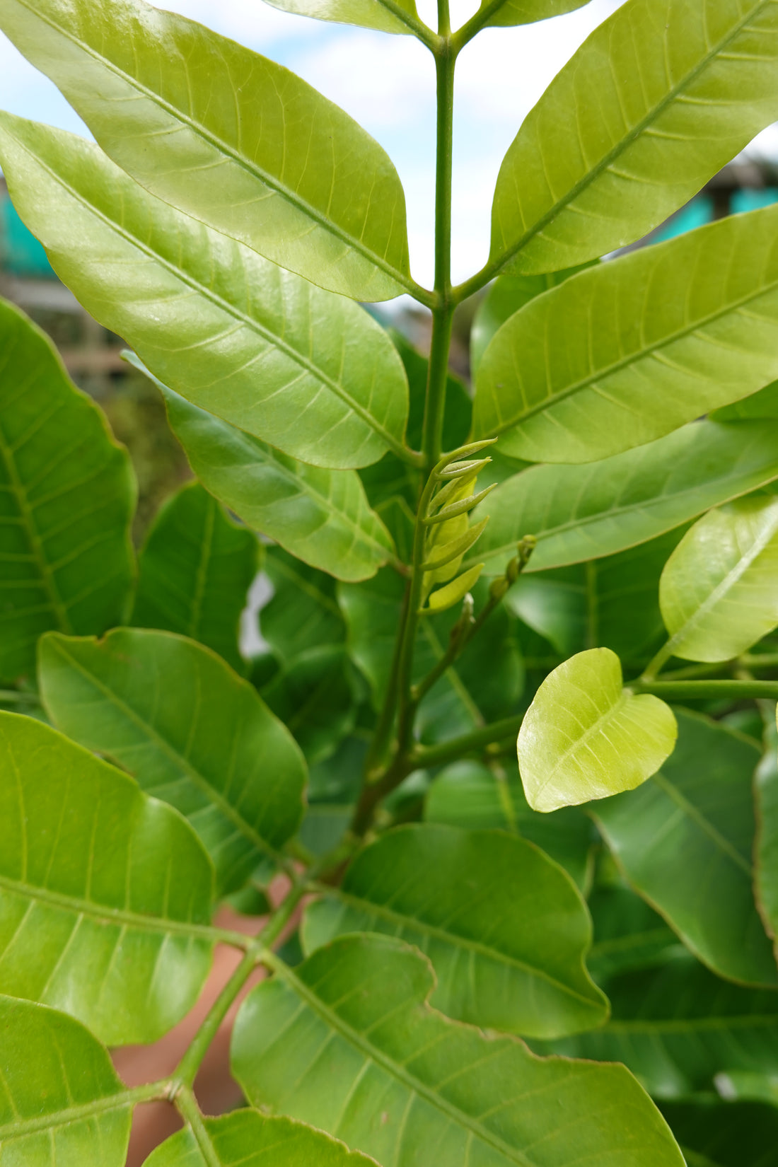 Kohekohe, Dysoxylum spectabile