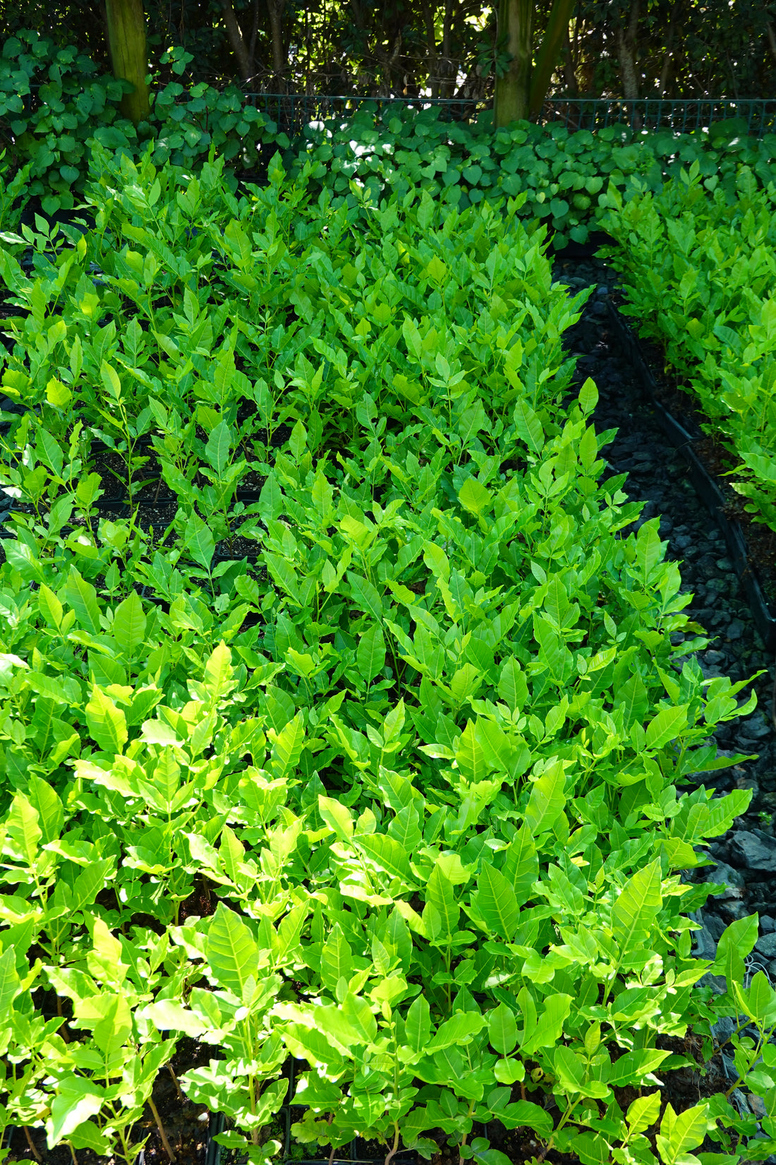 Kohekohe, Dysoxylum spectabile