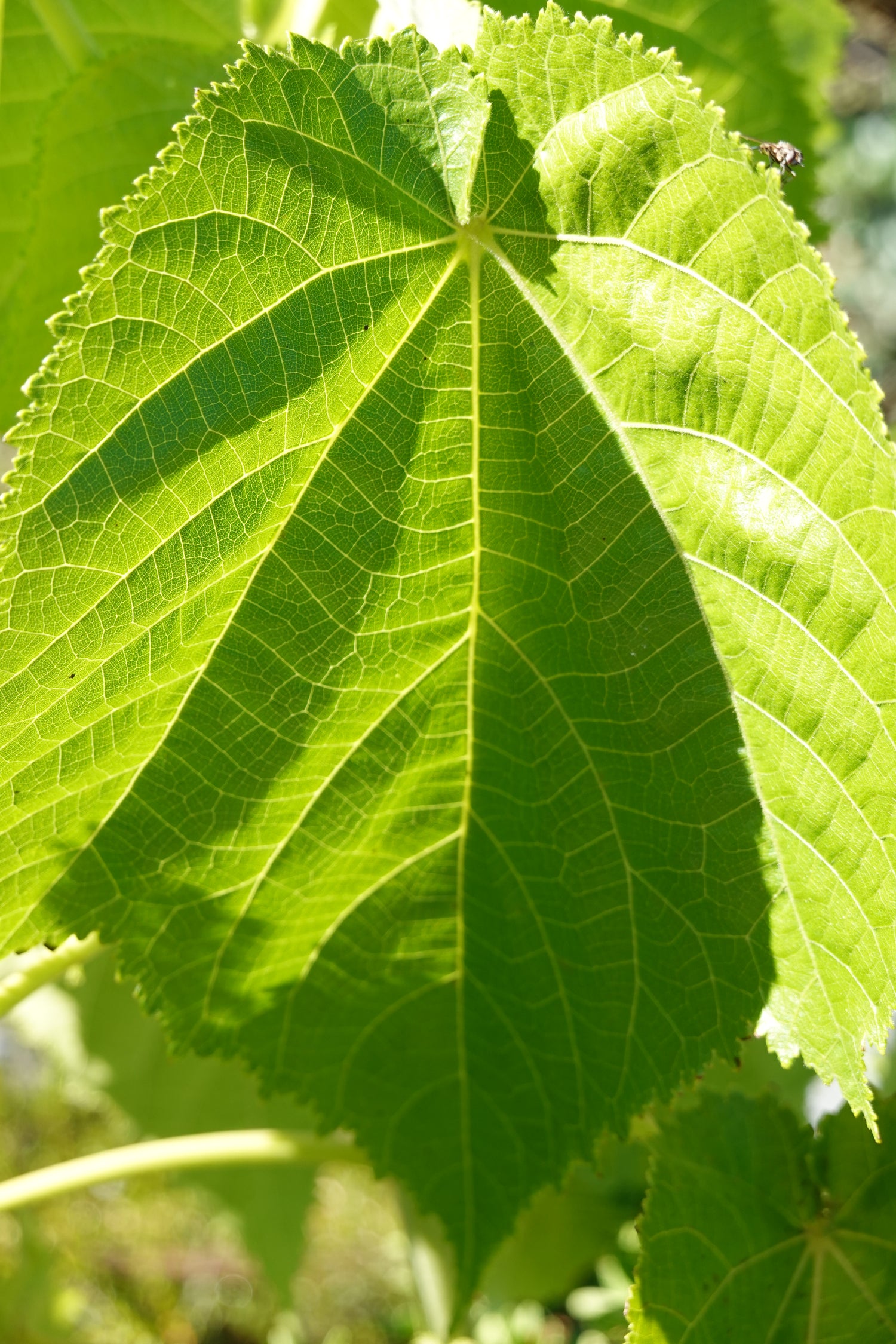 Whau, Entelea arborescens