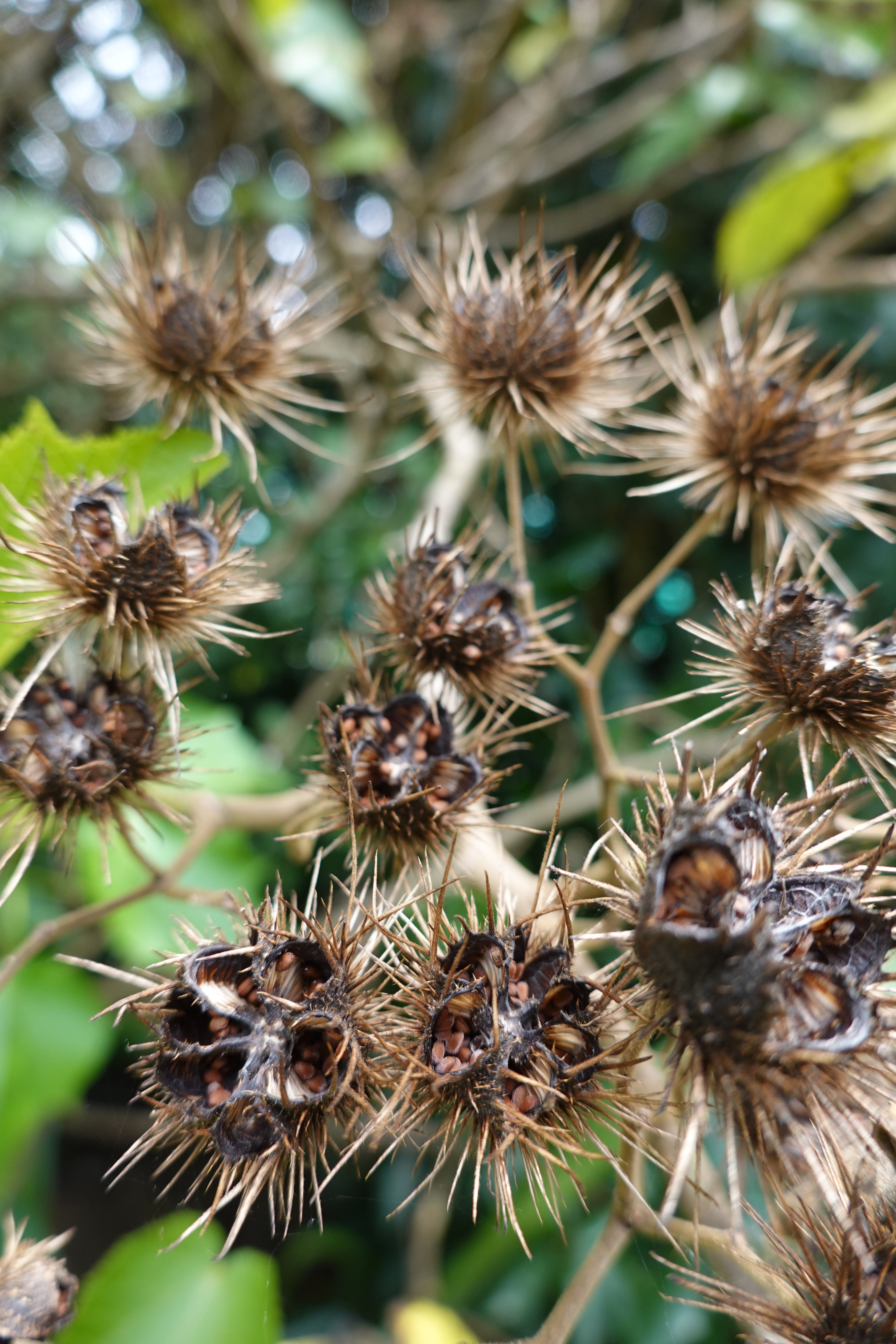 Whau, Entelea arborescens