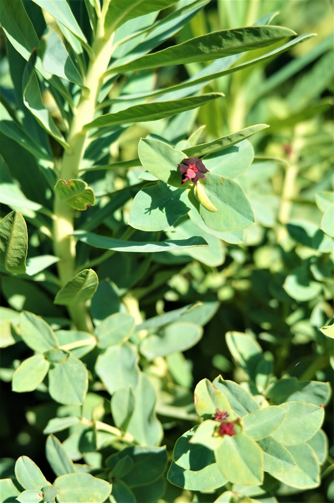 Shore Spurge, Euphorbia glauca