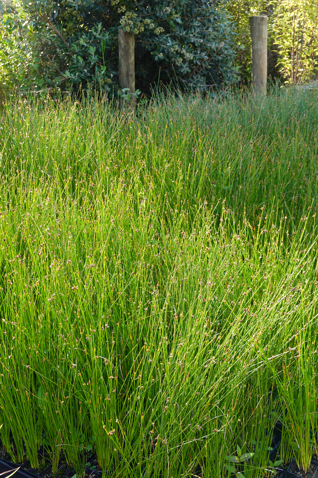 Wiwi, Knobby Club Rush, Ficinia nodosa