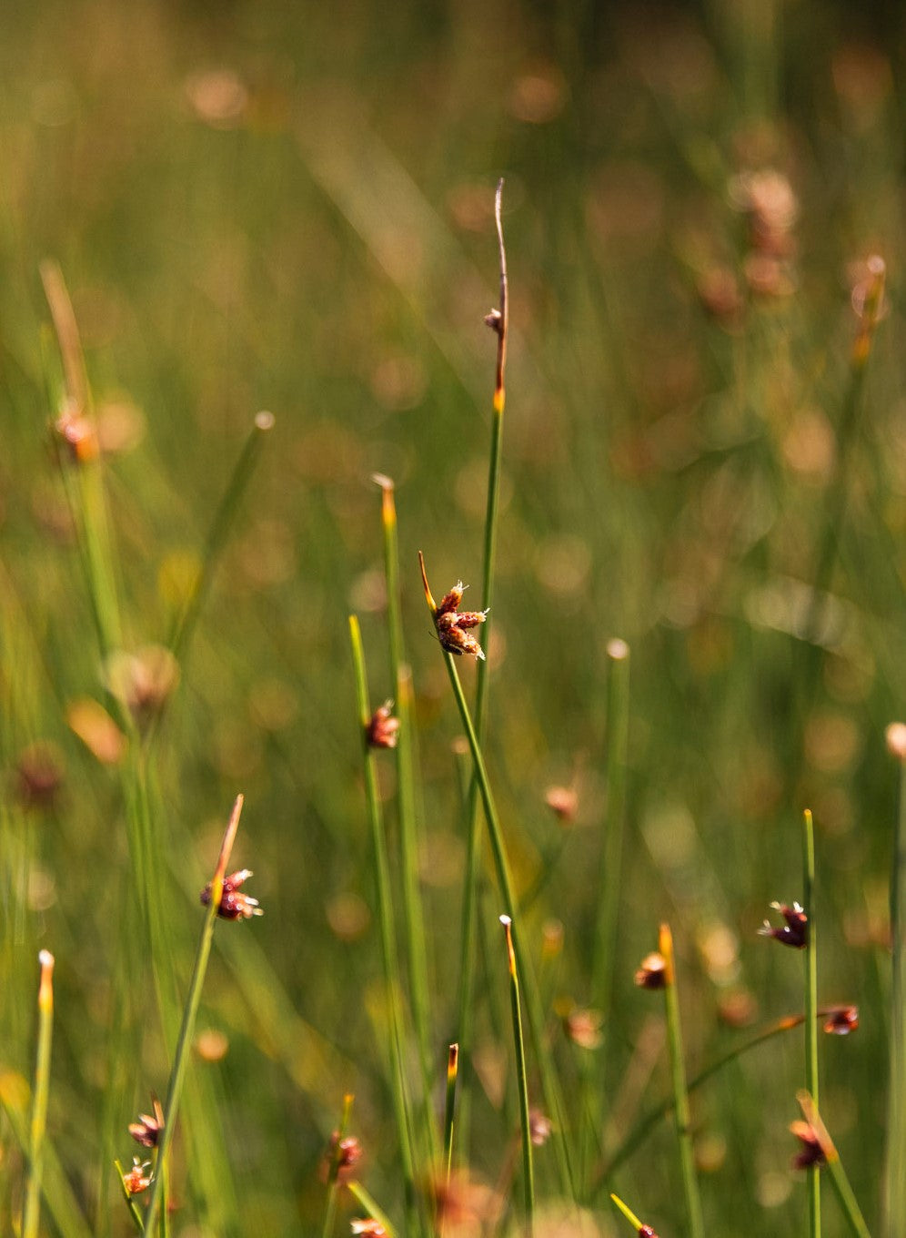 Wiwi, Knobby Club Rush, Ficinia nodosa