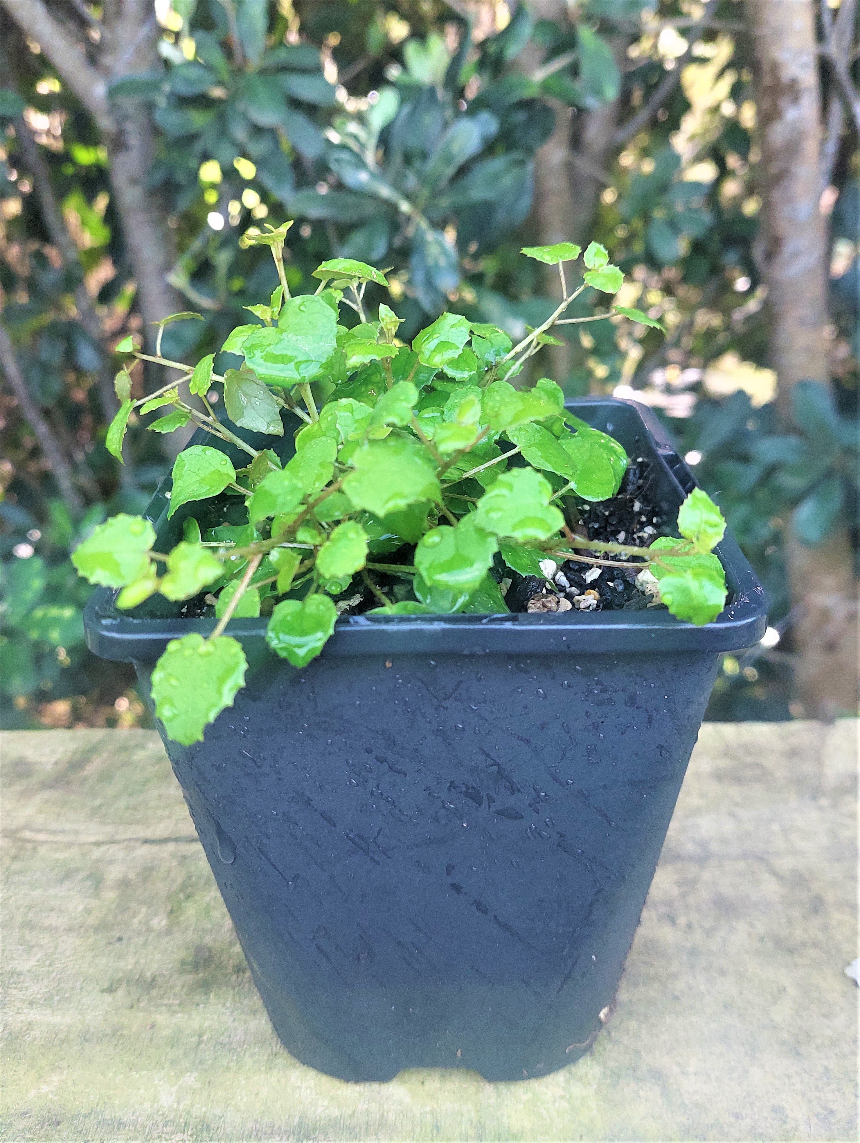 Creeping Fuchsia, Fuchsia procumbens