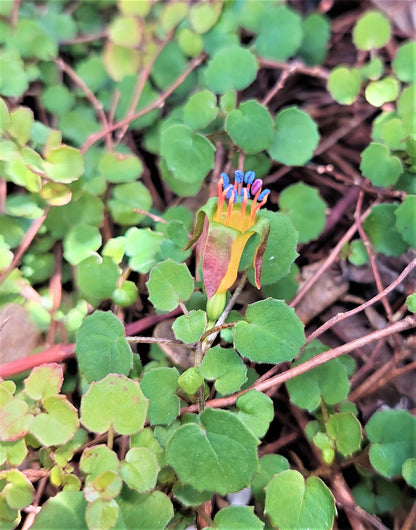 Creeping Fuchsia, Fuchsia procumbens