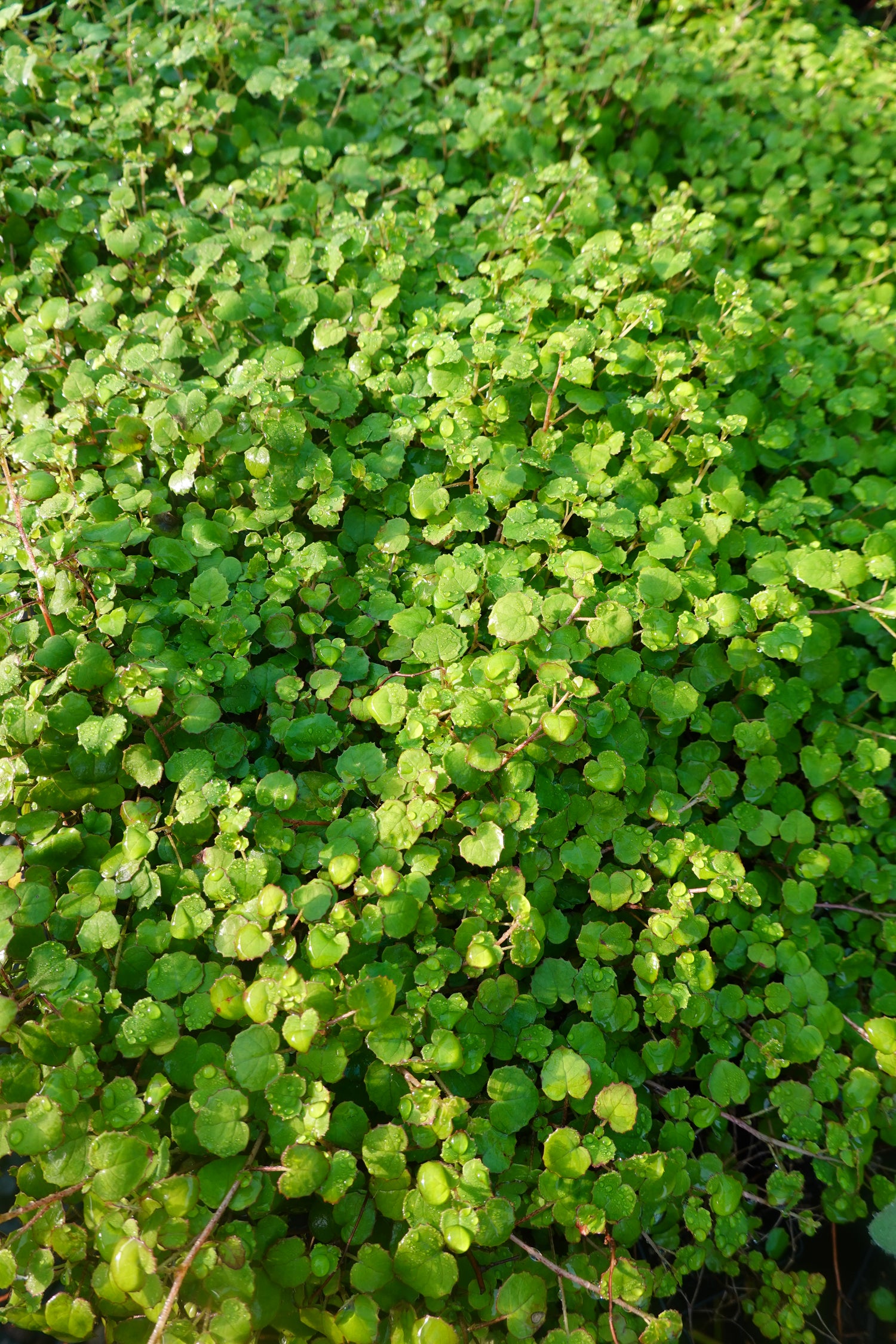 Creeping Fuchsia, Fuchsia procumbens