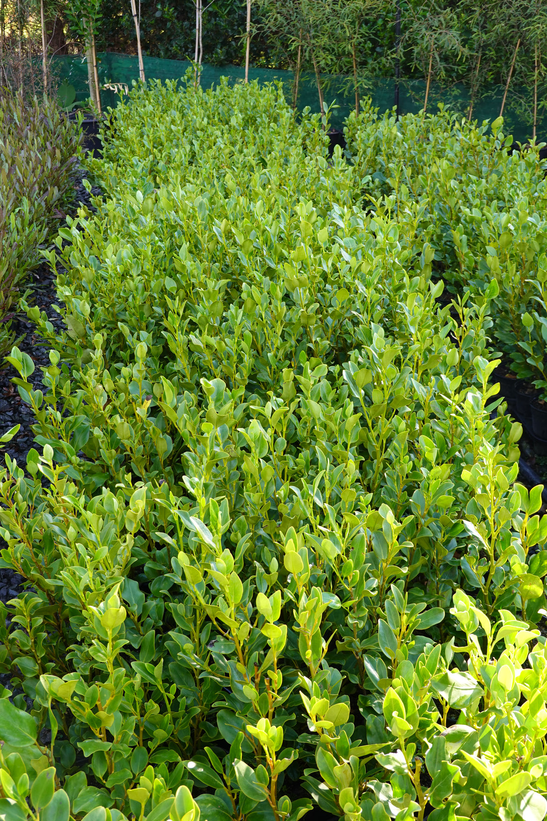 Kapuka, Griselinia littoralis