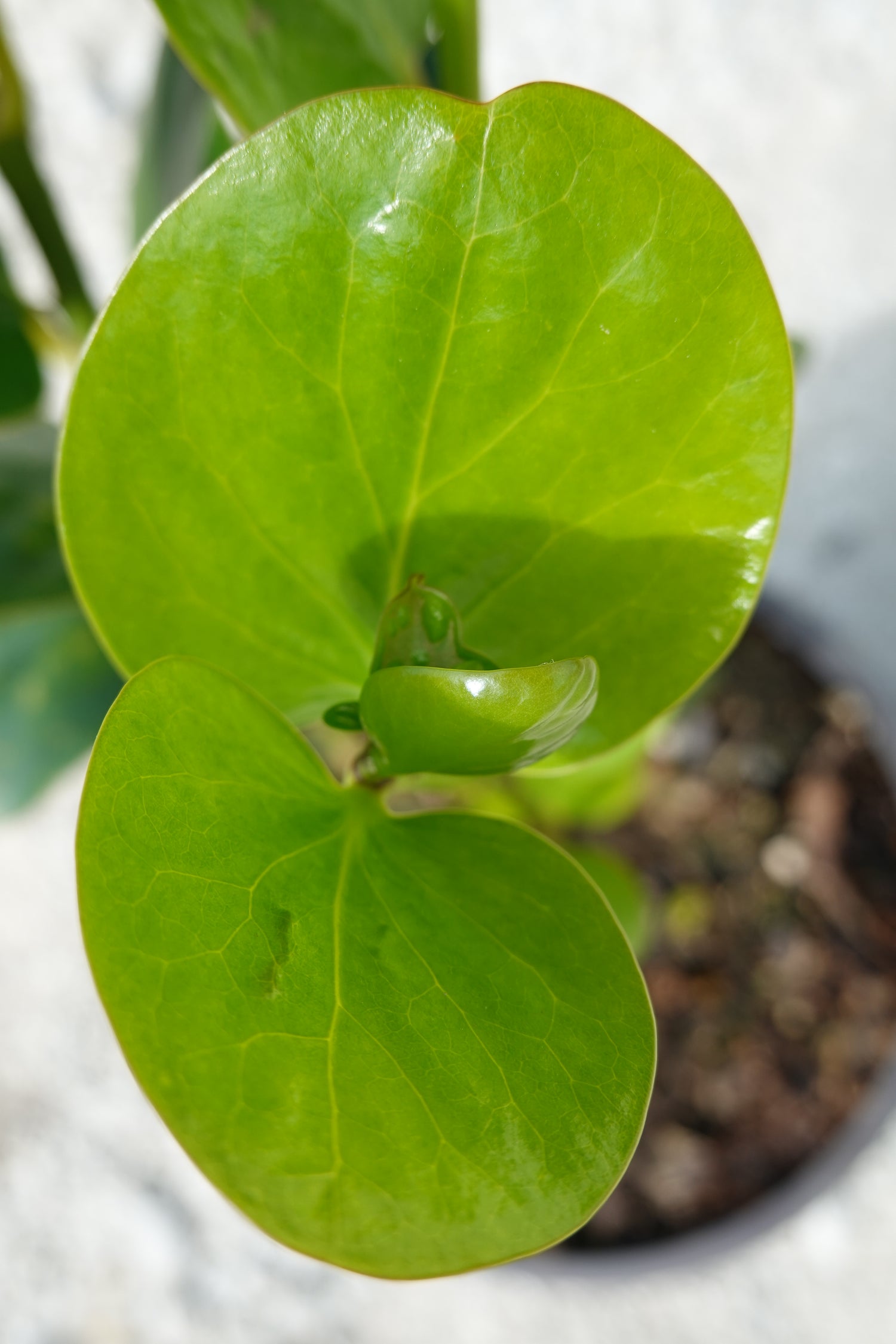 Akapuka, Griselinia lucida