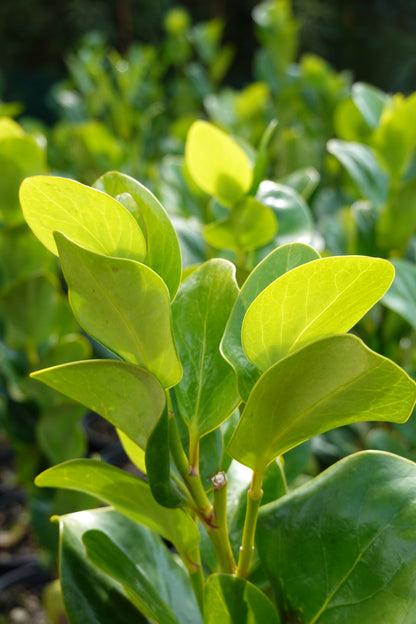 Akapuka, Griselinia lucida