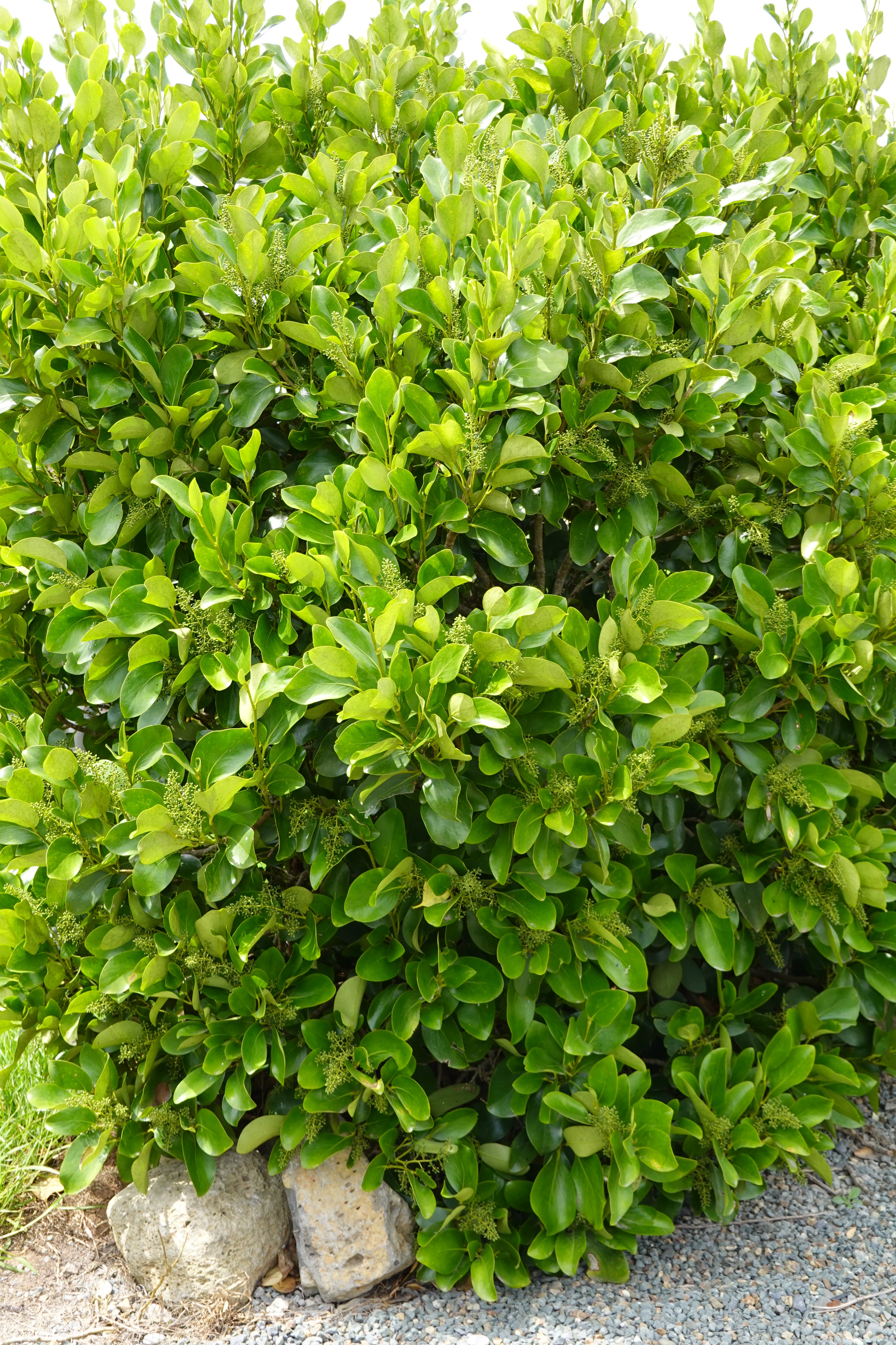 Akapuka, Griselinia lucida