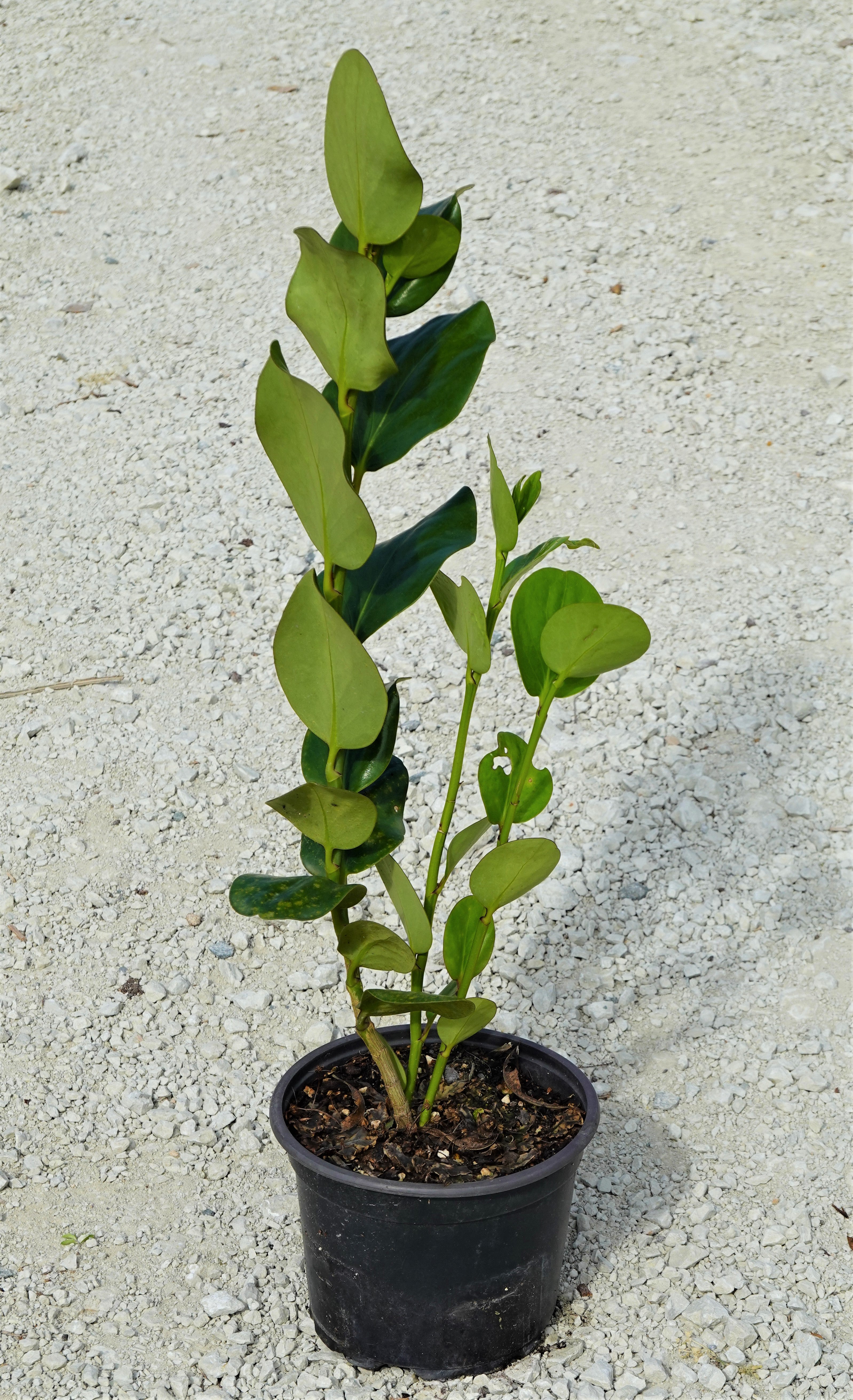 Akapuka, Griselinia lucida