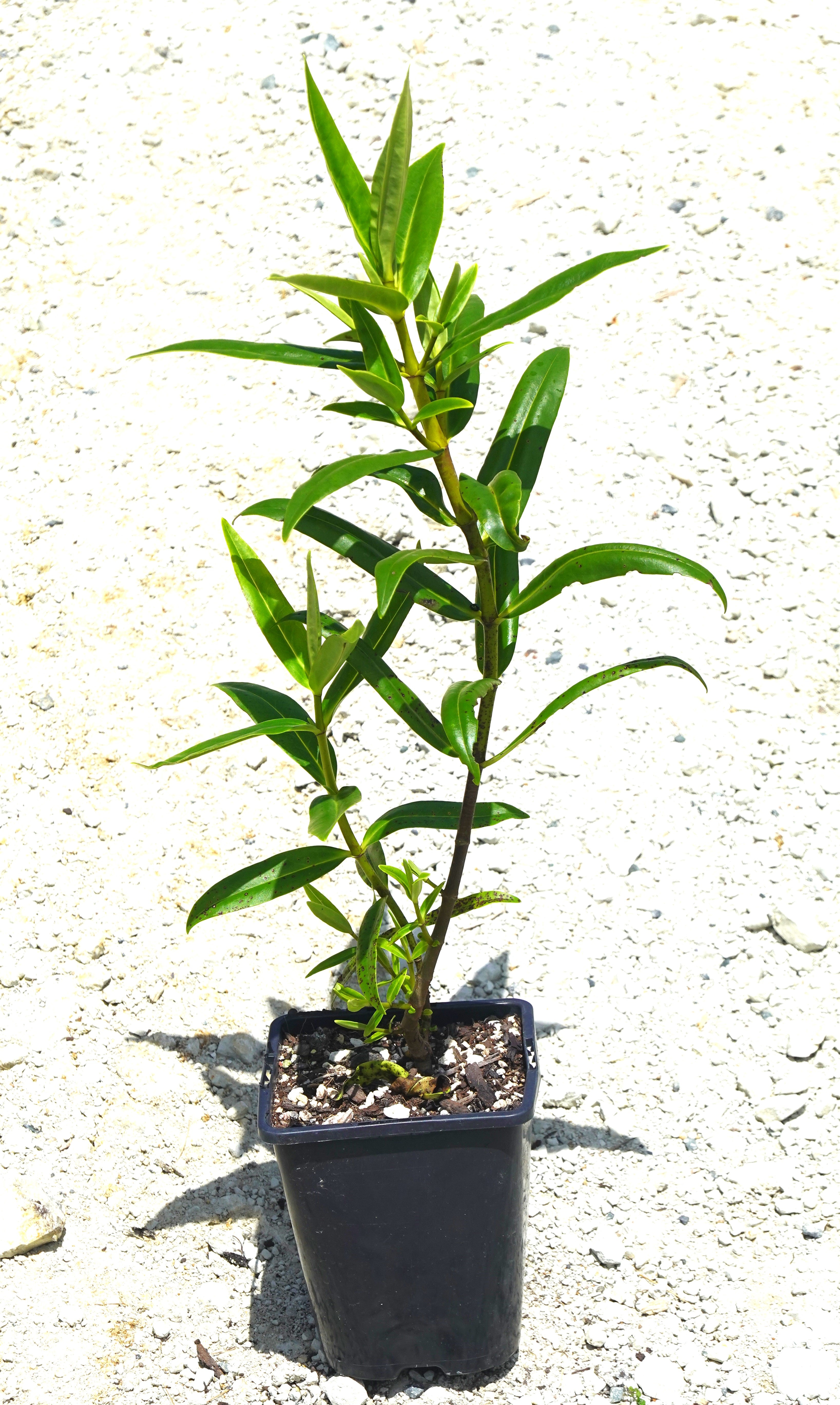 Hebe macrocarpa