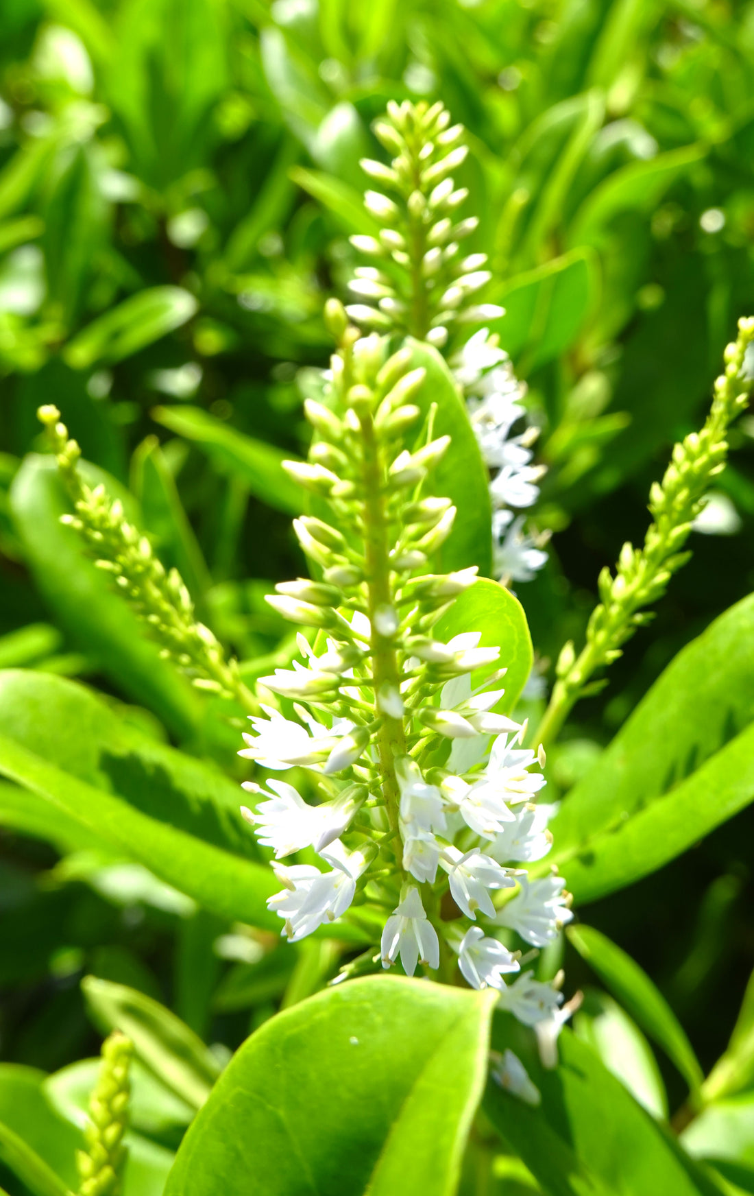 Hebe pubescens subsp. sejuncta