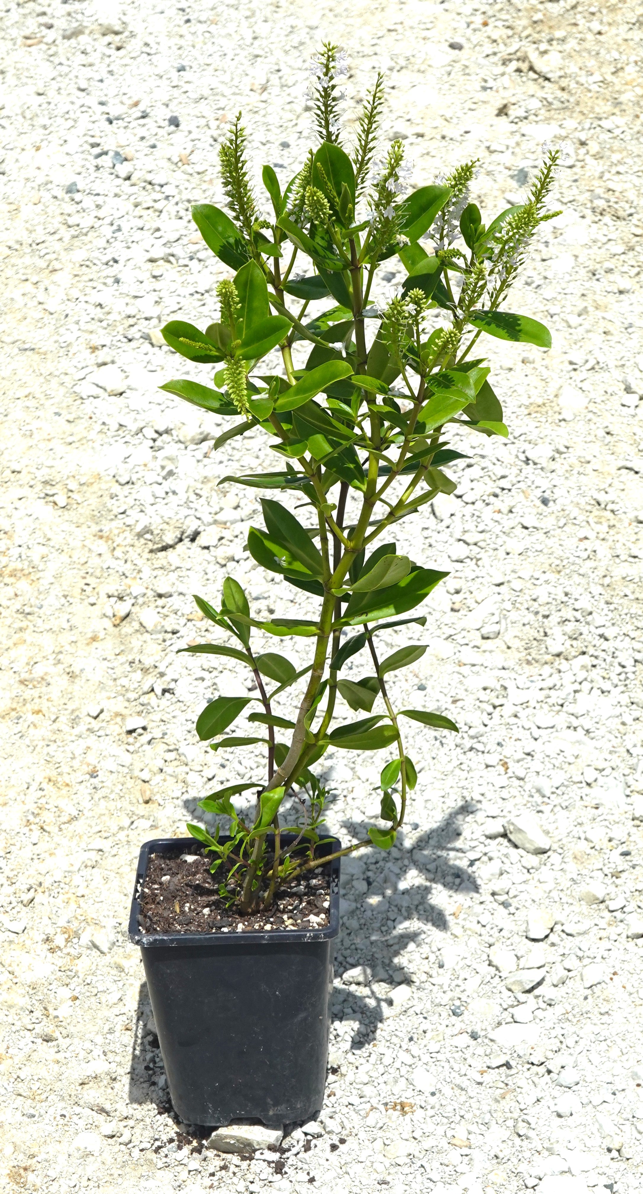 Hebe pubescens subsp. sejuncta